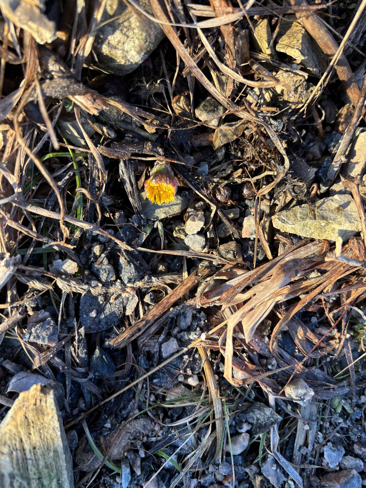 Tussilago farfara (colt's-foot) (alternate view 14)