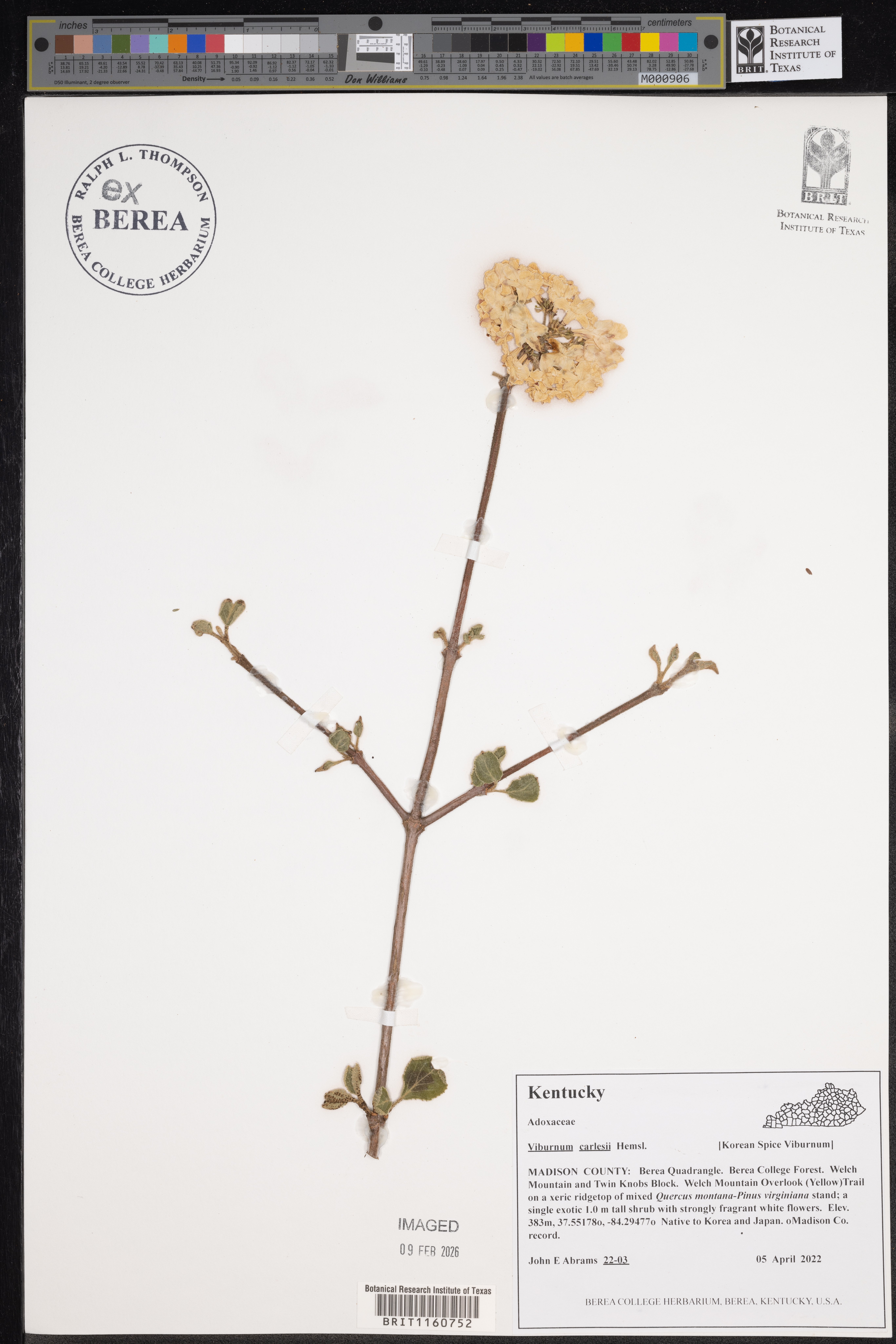 Viburnum carlesii (Korean spice viburnum) (alternate view 11)