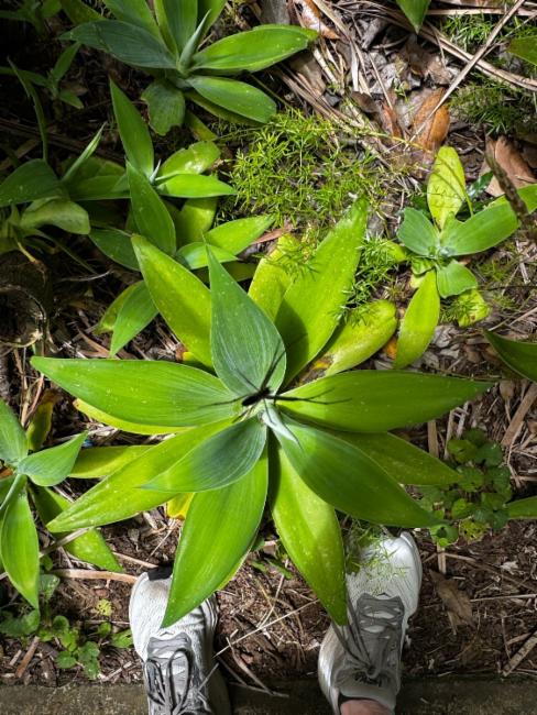 Agave attenuata (Fox Tail Agave) (alternate view 11)