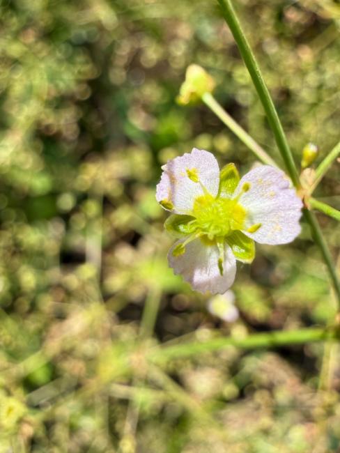 Alisma (water-plantains)