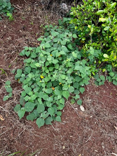 Abutilon (Indian mallows)
