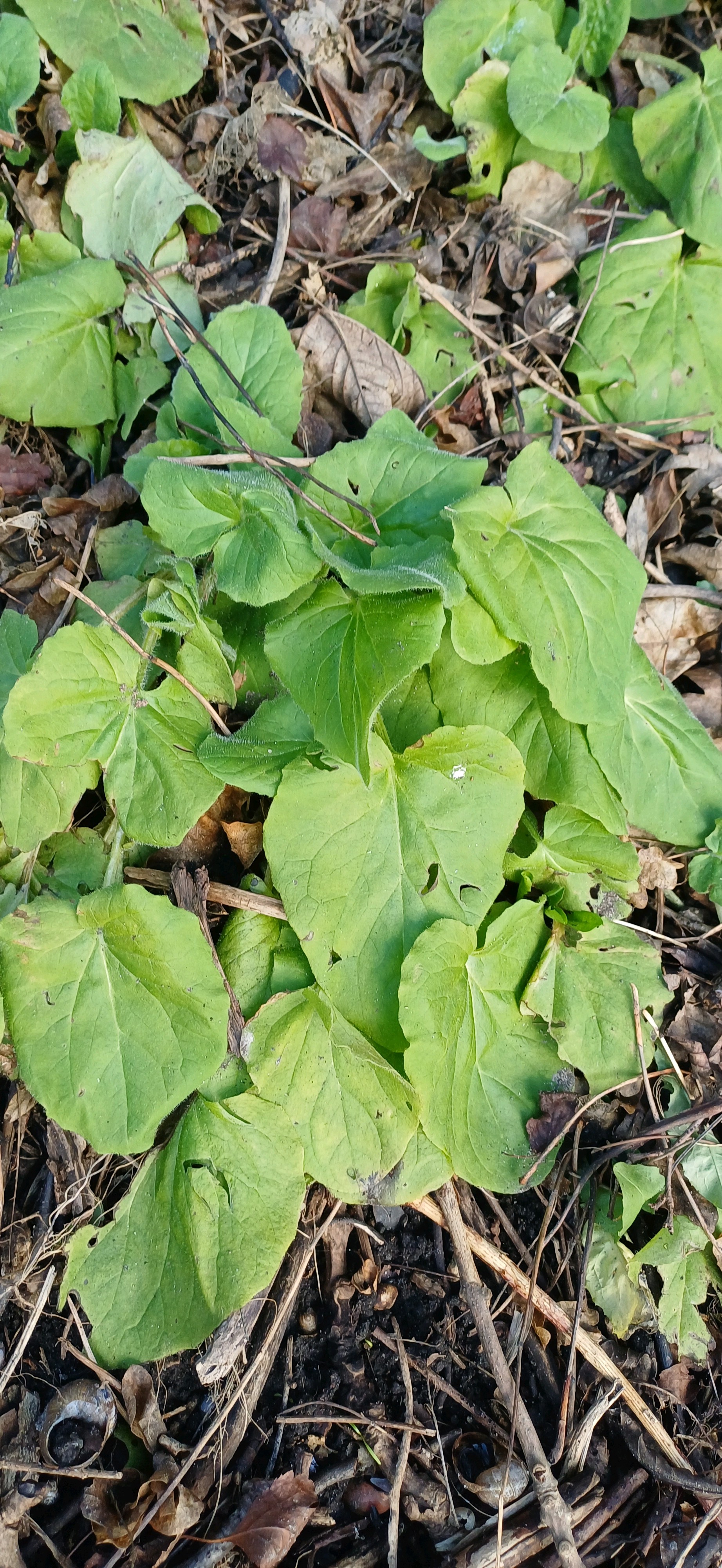 Doronicum pardalianches (Leopard's-bane) (alternate view 15)