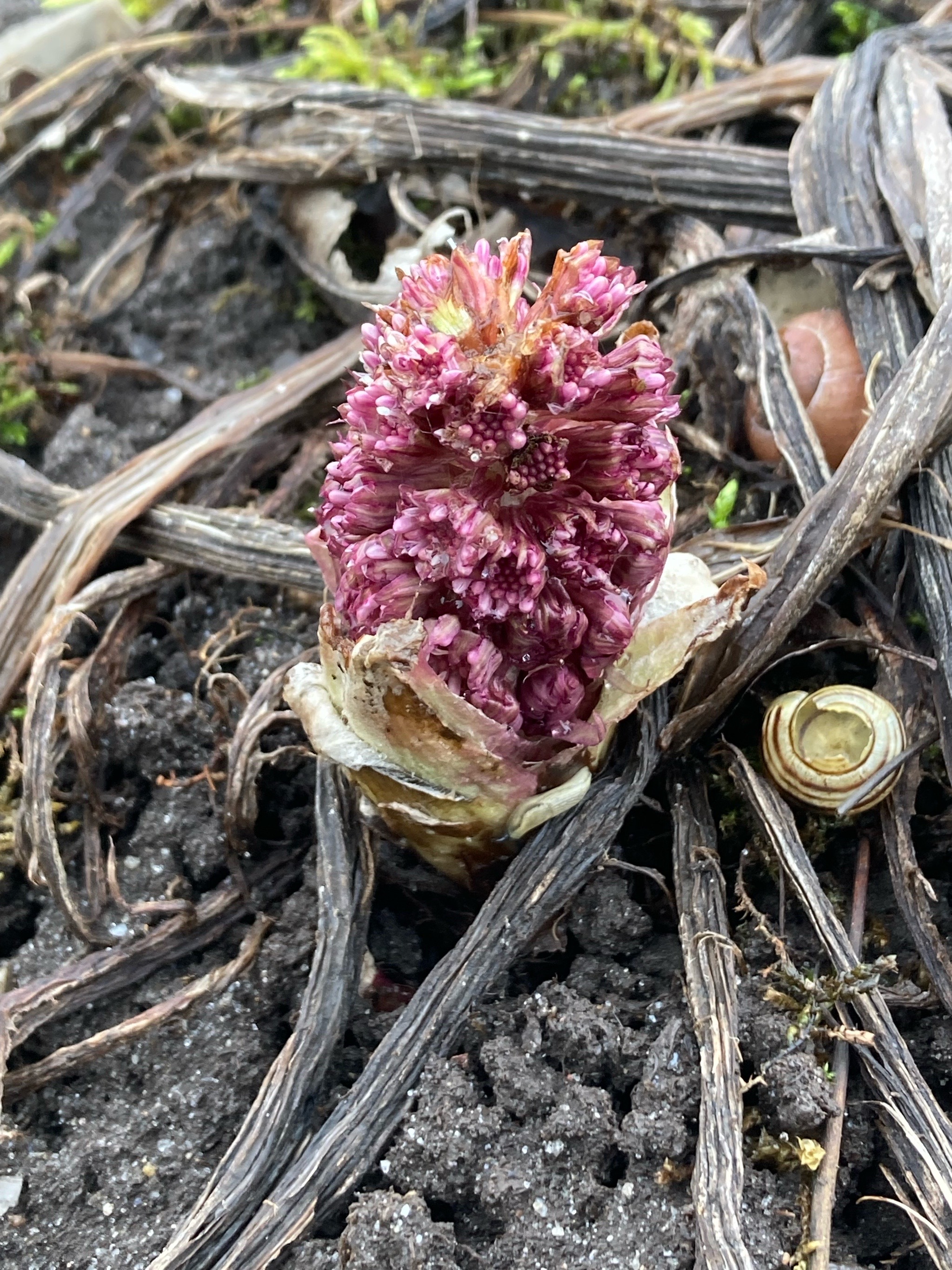 Petasites hybridus (Common Butterbur) (alternate view 13)