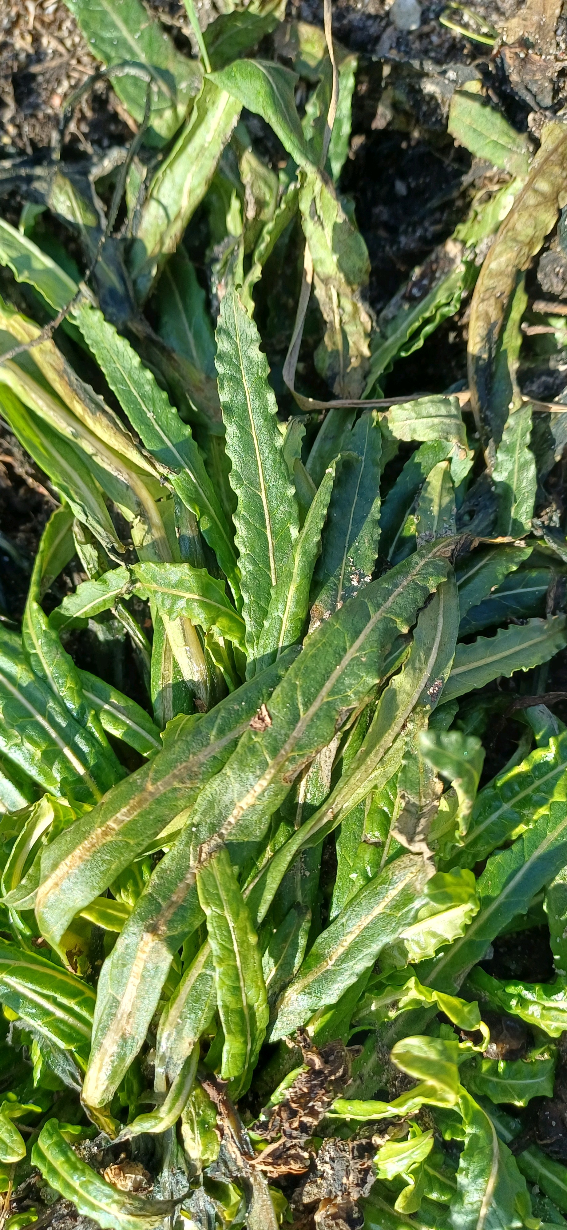 Reseda luteola (Weld) (alternate view 12)