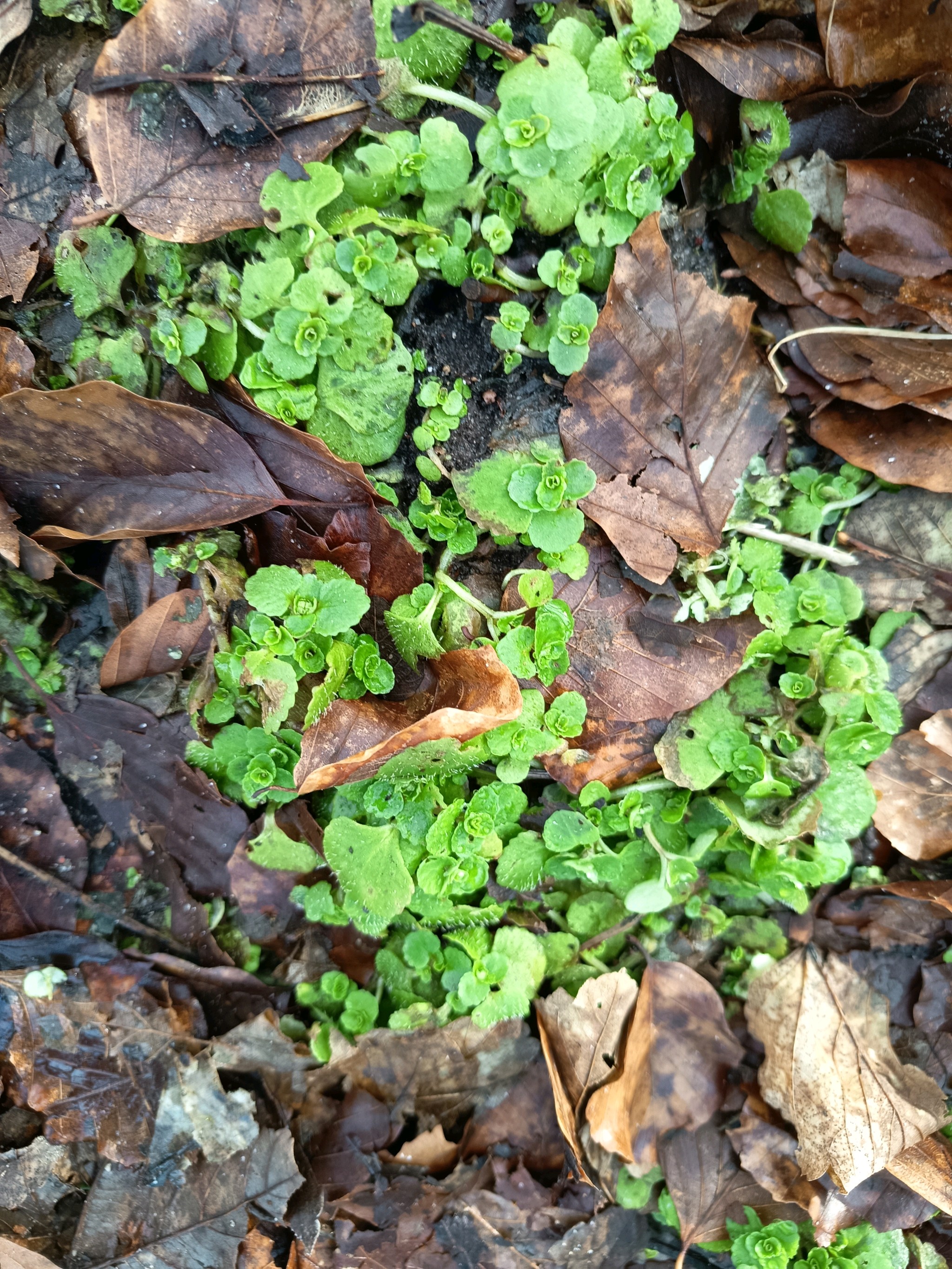 Chrysosplenium oppositifolium (Opposite-leaved Golden-saxifrage) (alternate view 14)