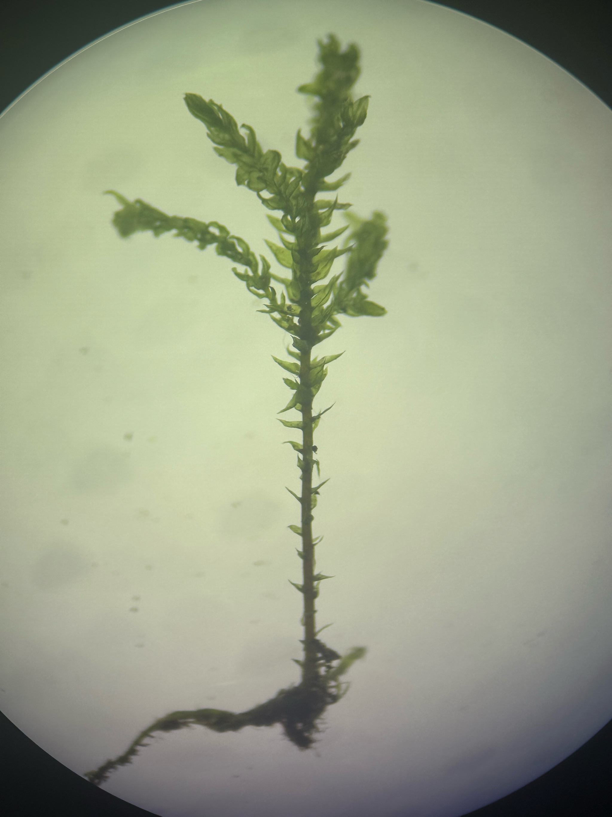 Thamnobryum alopecurum (Fox-tail Feather-moss) (alternate view 11)