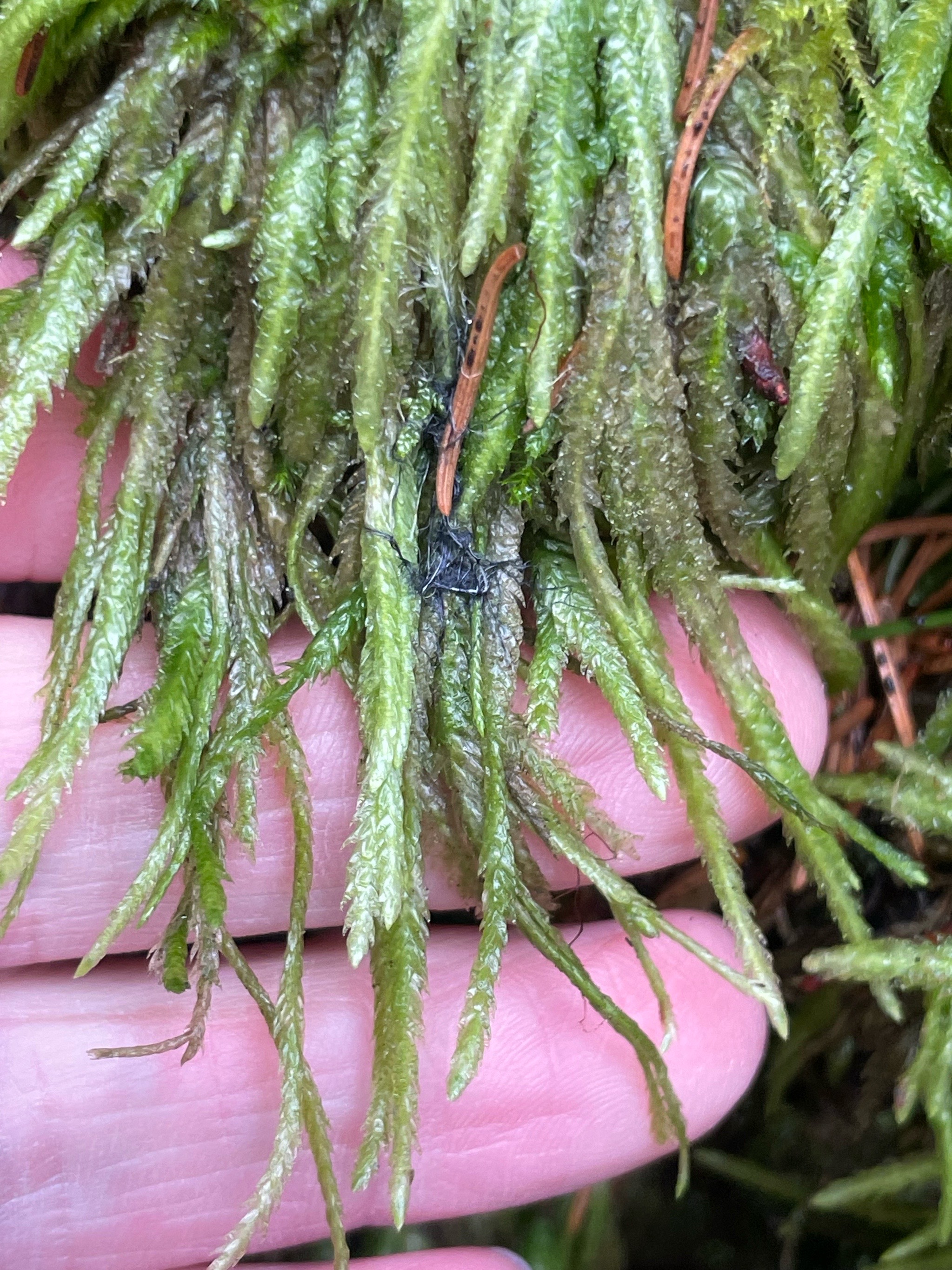 Plagiothecium undulatum (Waved Silk-moss) (alternate view 13)