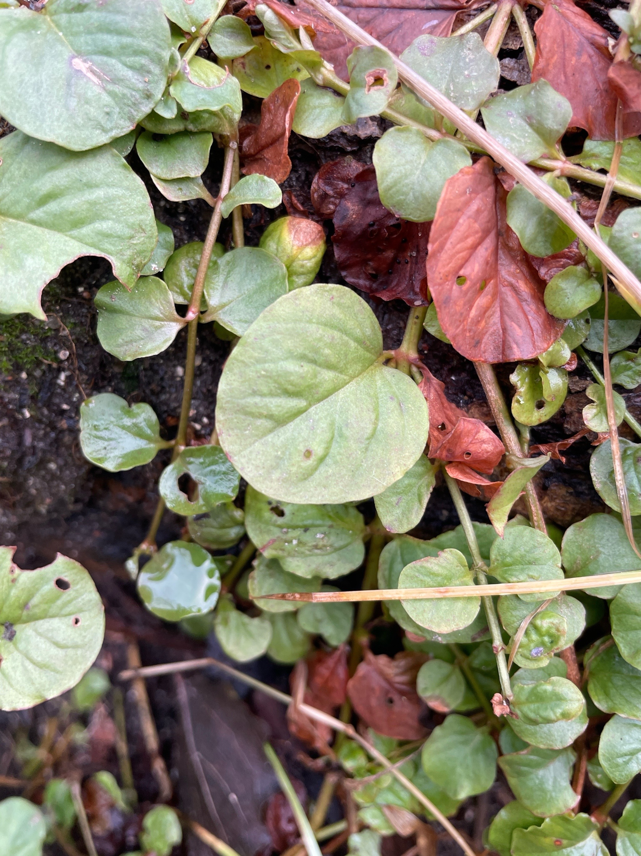 Lysimachia nummularia (creeping Jenny) (alternate view 13)