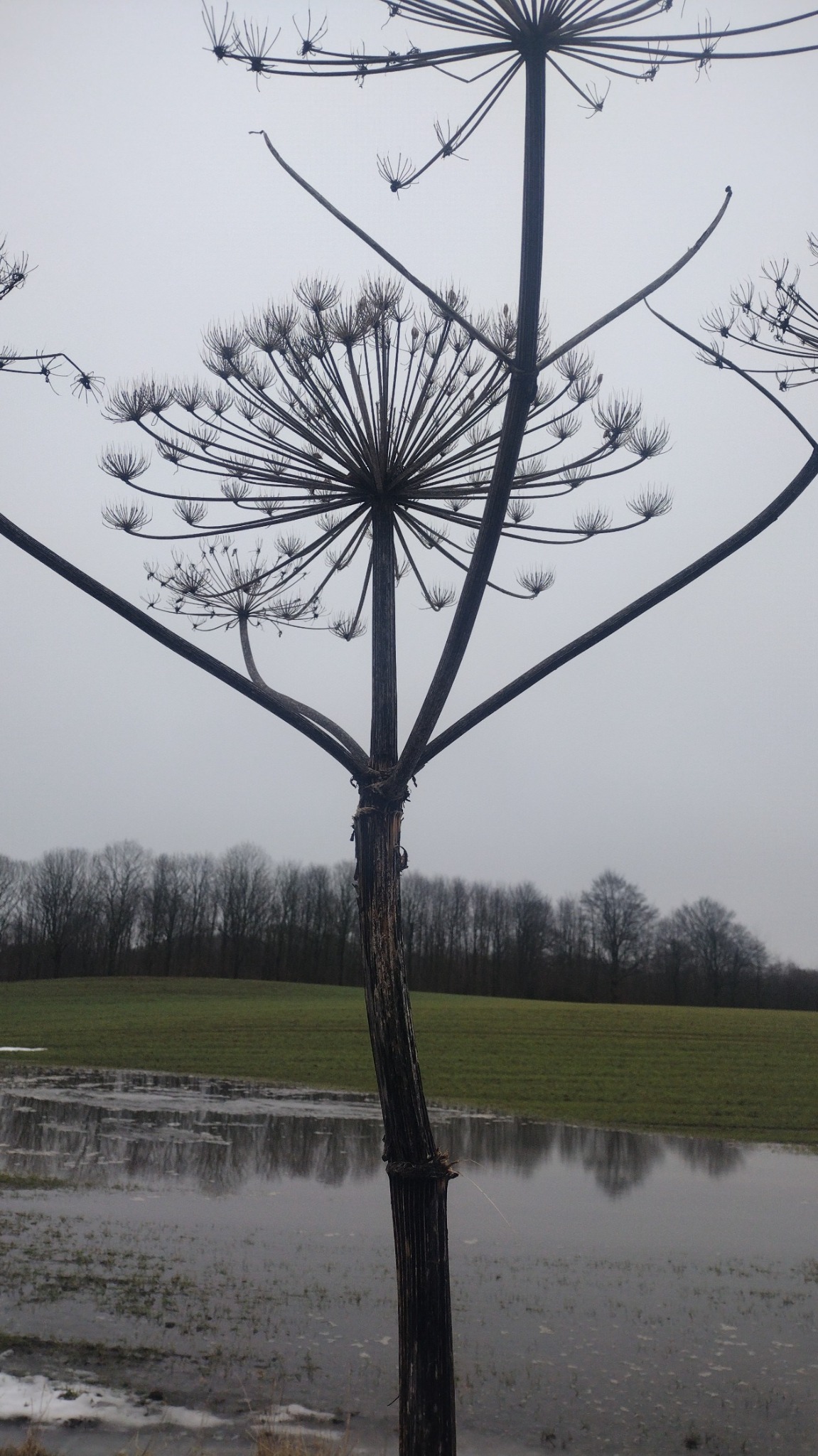 Heracleum mantegazzianum (giant hogweed) (alternate view 12)