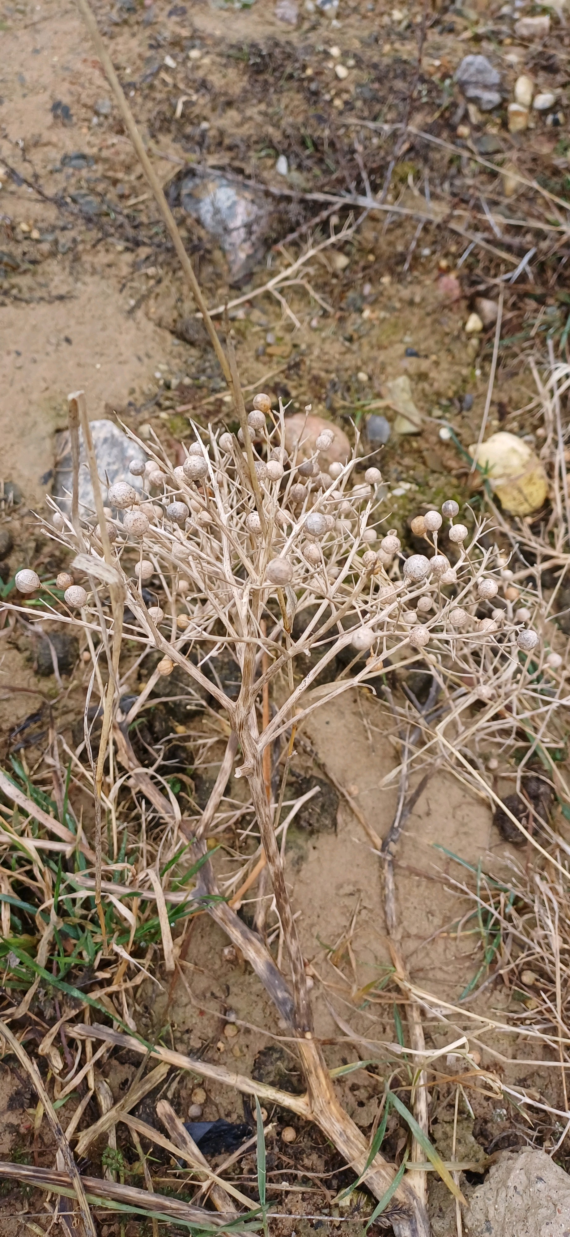 Crambe maritima (Sea Kale) (alternate view 14)