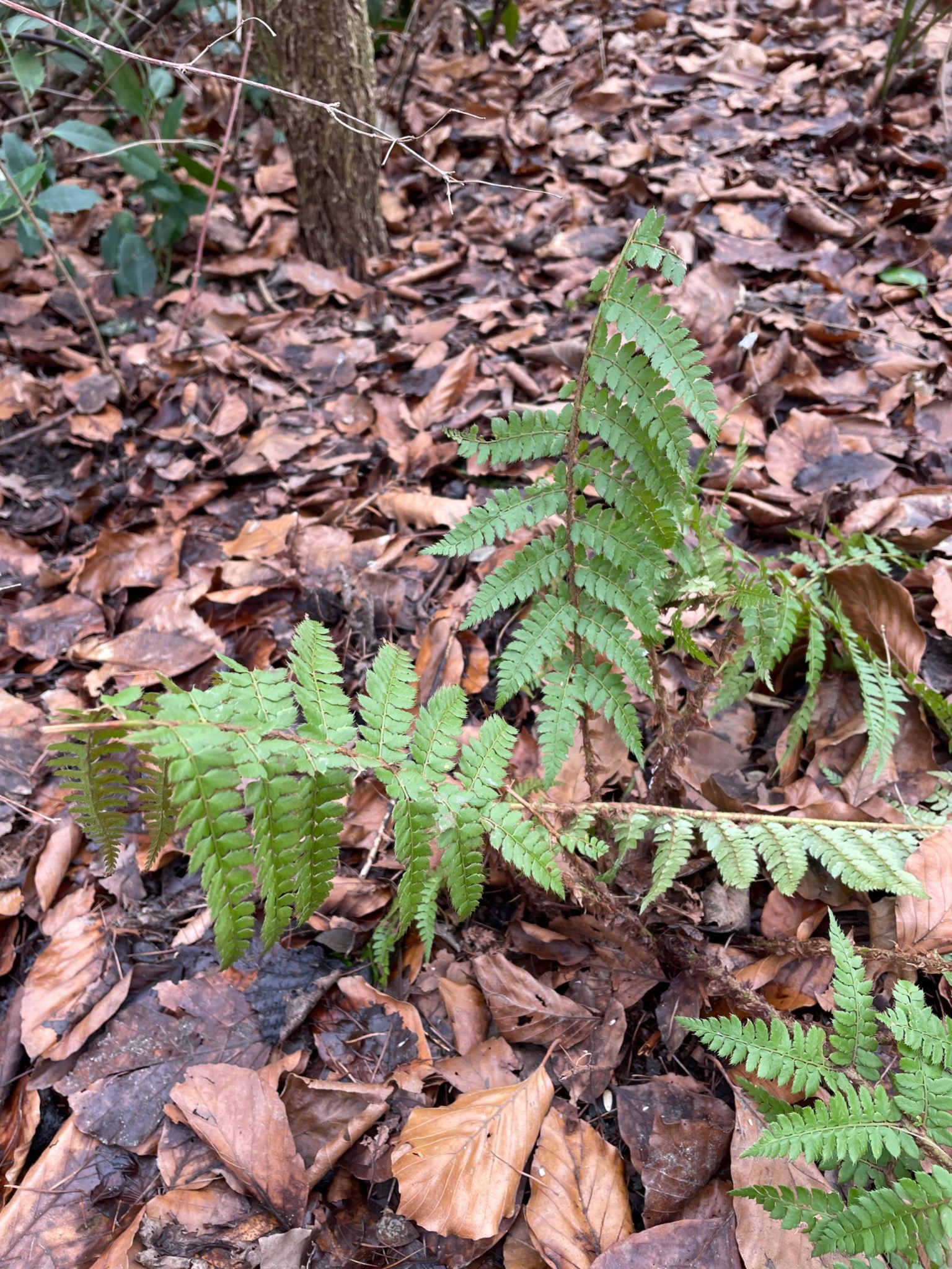 Polystichum setiferum (soft shield fern) (alternate view 3)