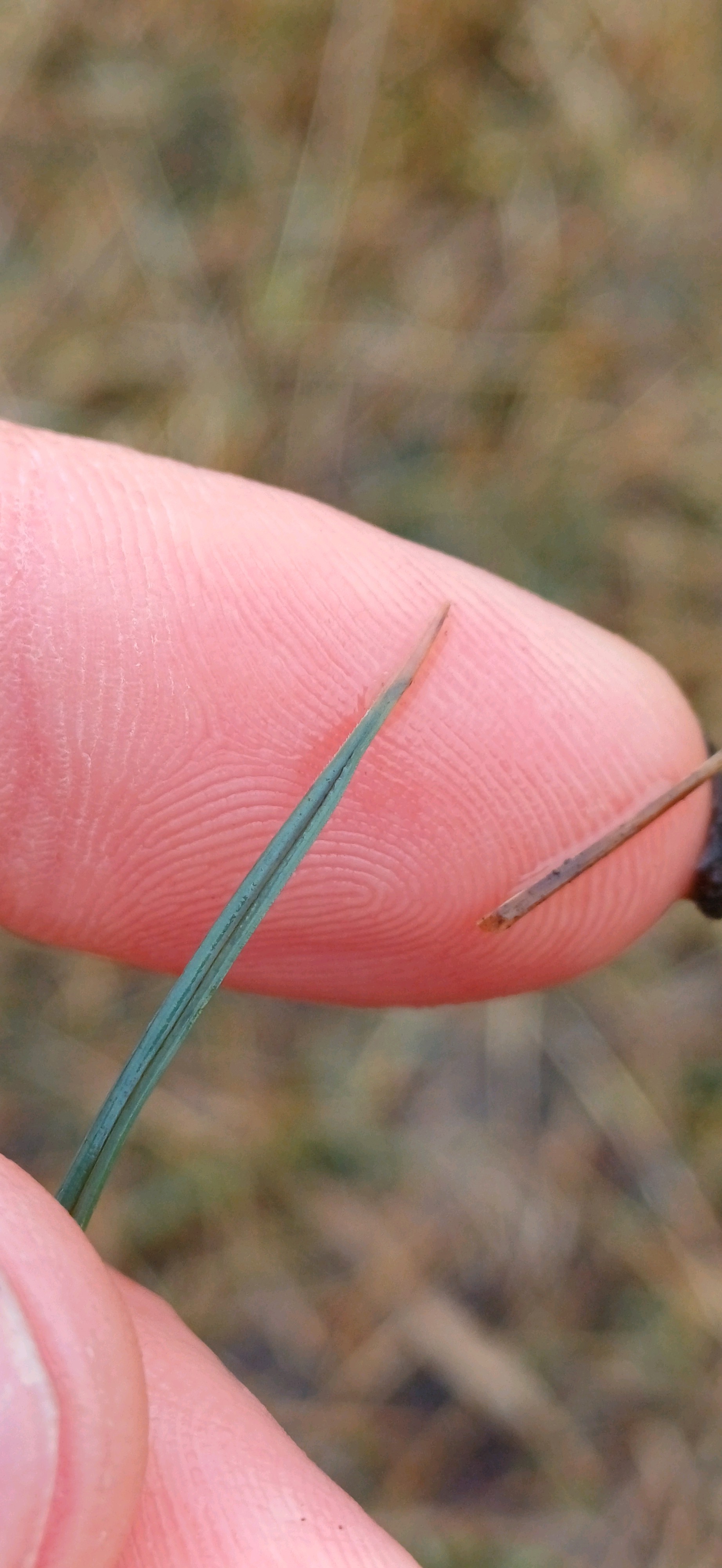 Carex panicea (grass-like sedge) (alternate view 12)