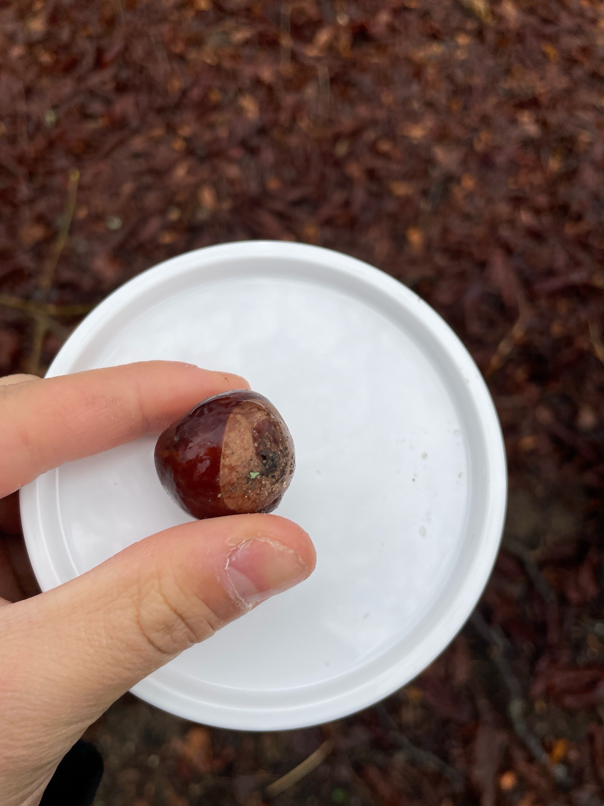 Aesculus (buckeyes and horse-chestnuts)