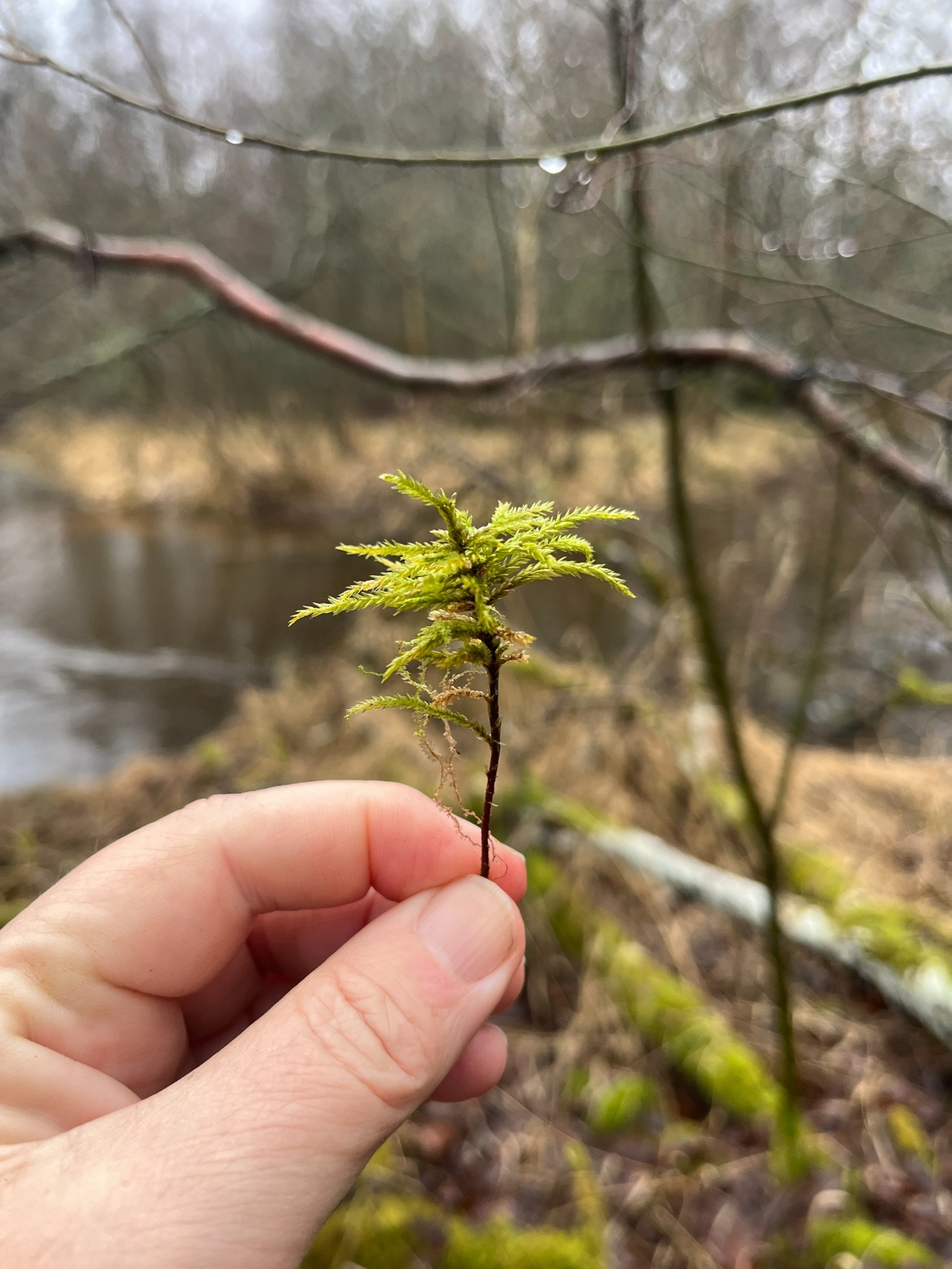 Climacium (Climacium Mosses)