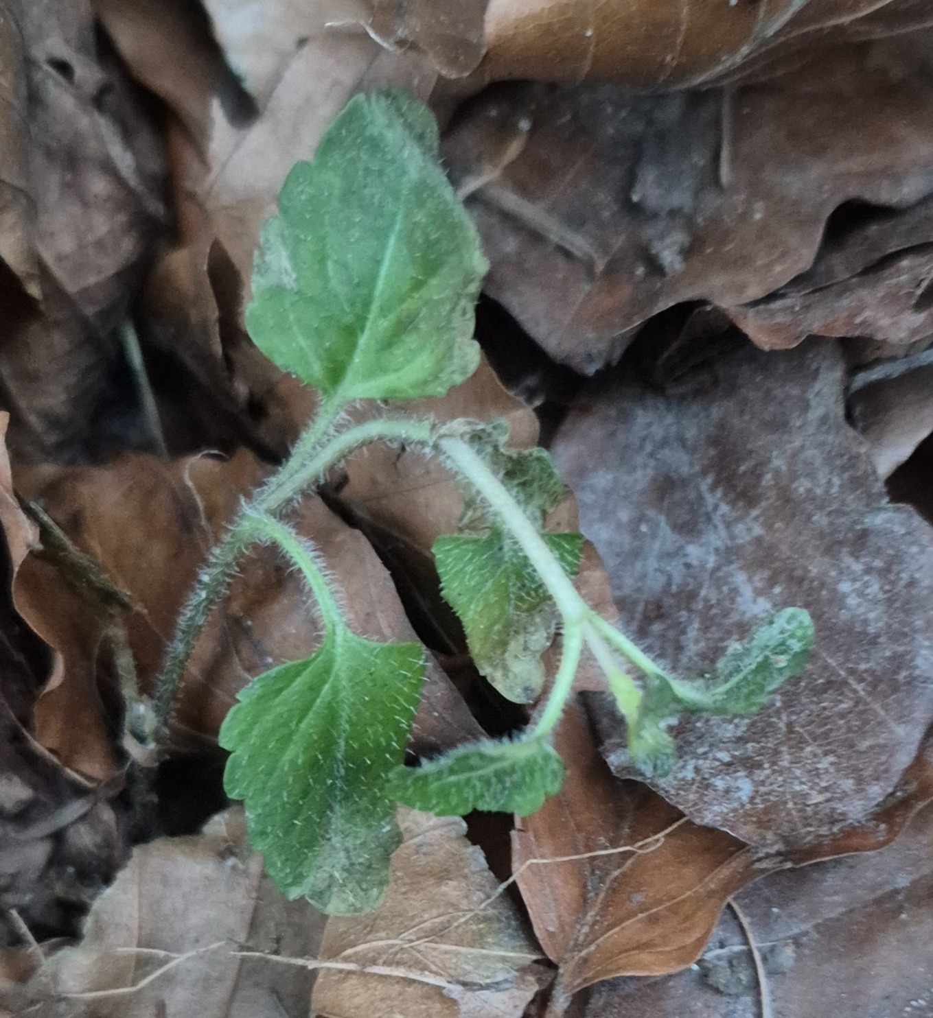 Veronica montana (Wood Speedwell) (alternate view 10)