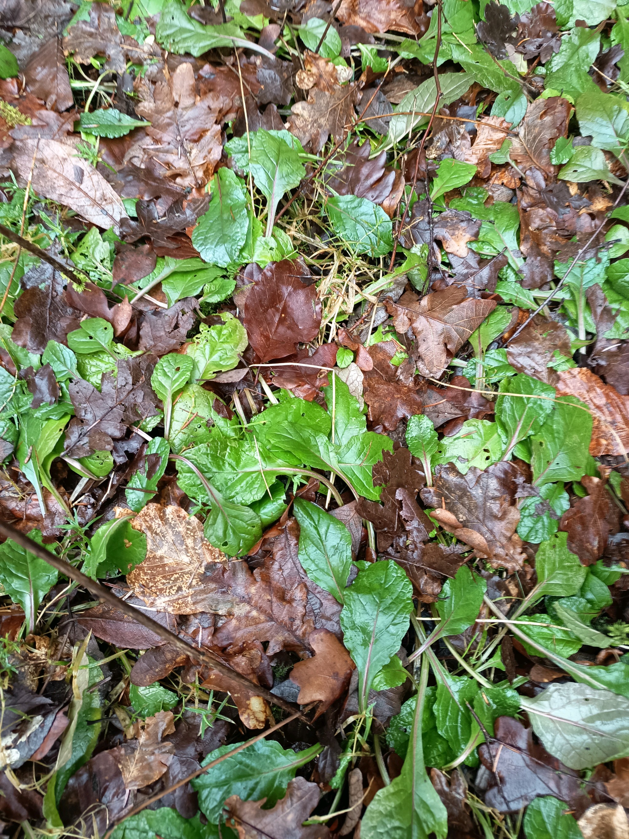 Ajuga (Bugles) (alternate view 4)