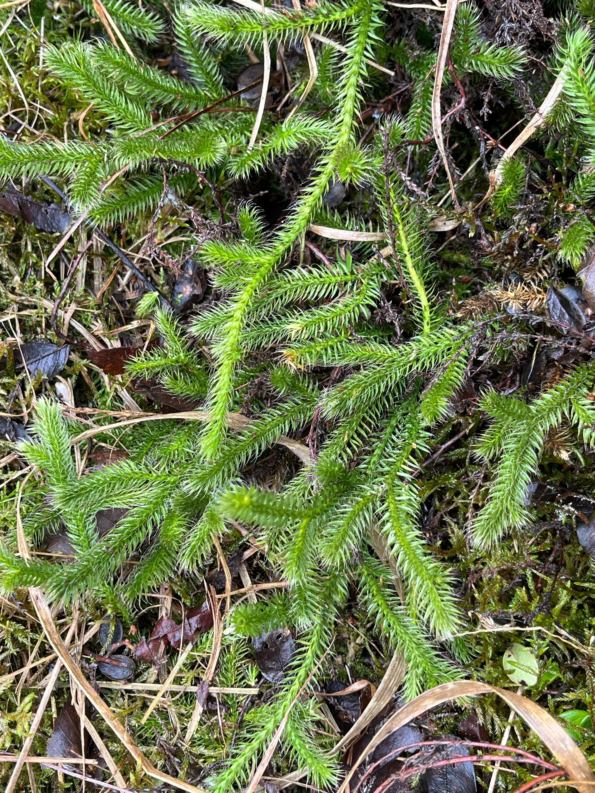 Lycopodium clavatum (stag's-horn clubmoss) (alternate view 13)