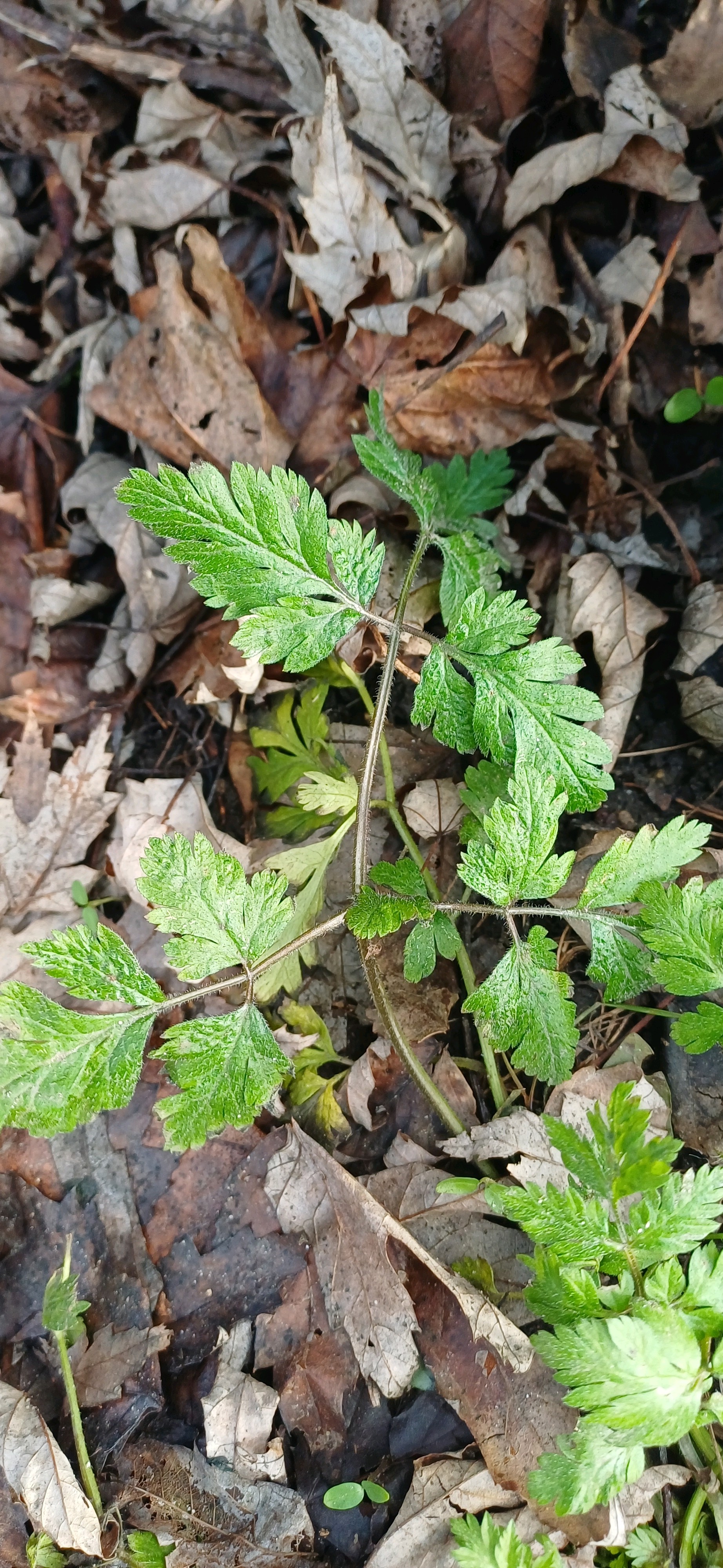 Chaerophyllum (alternate view 3)