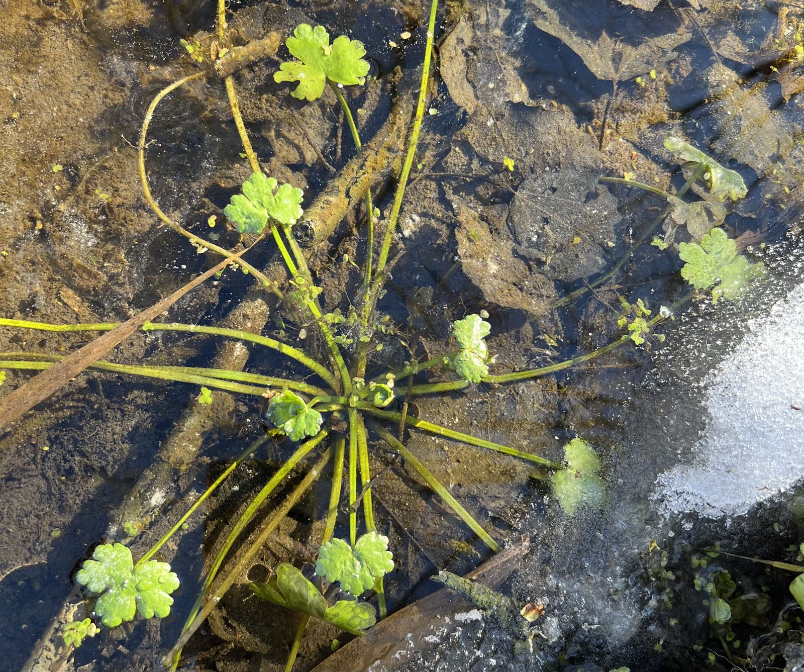 Ranunculus sceleratus (cursed crowfoot) (alternate view 14)