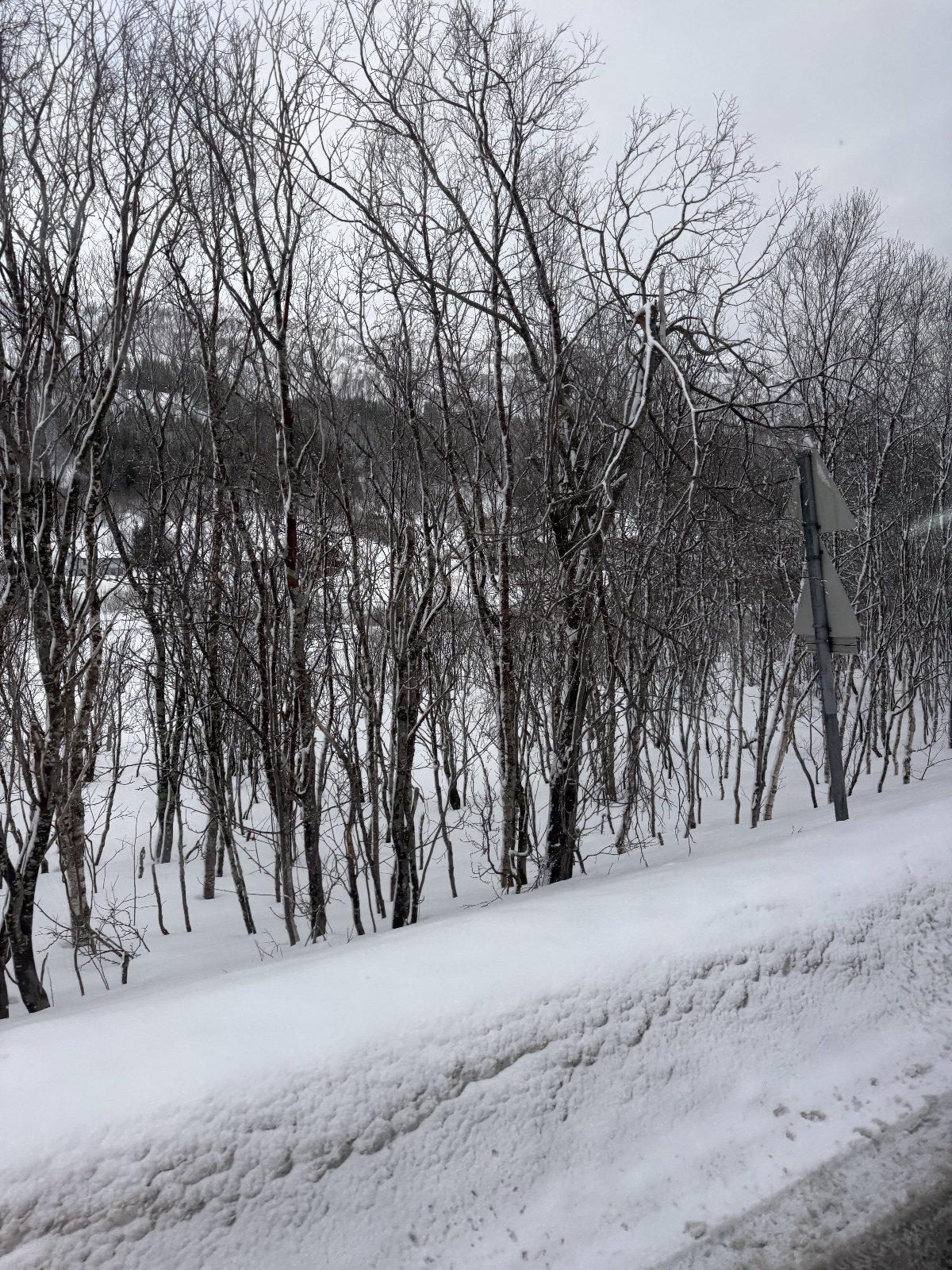 Betula pubescens (Downy Birch) (alternate view 13)