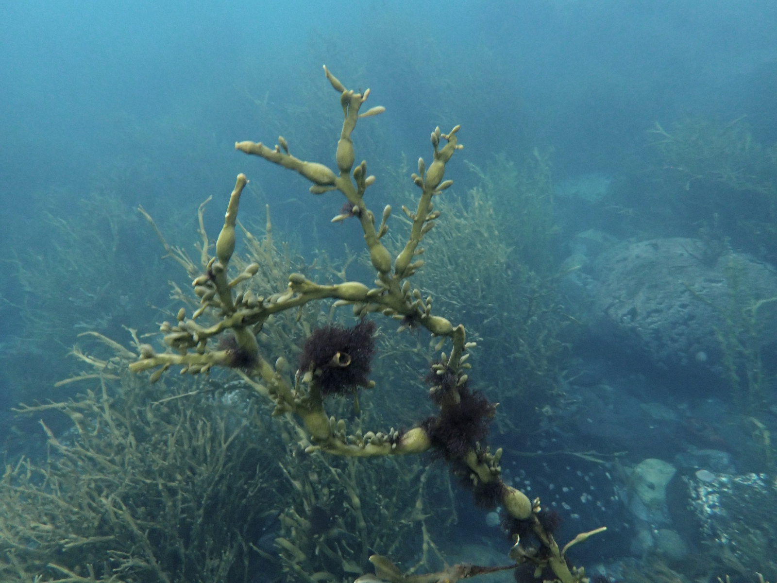 Vertebrata lanosa (Wrack Siphon Weed) (alternate view 11)