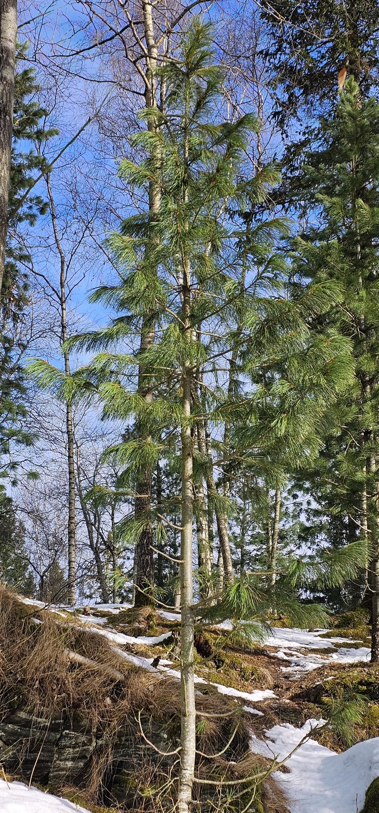 Pinus cembra (Swiss stone pine)