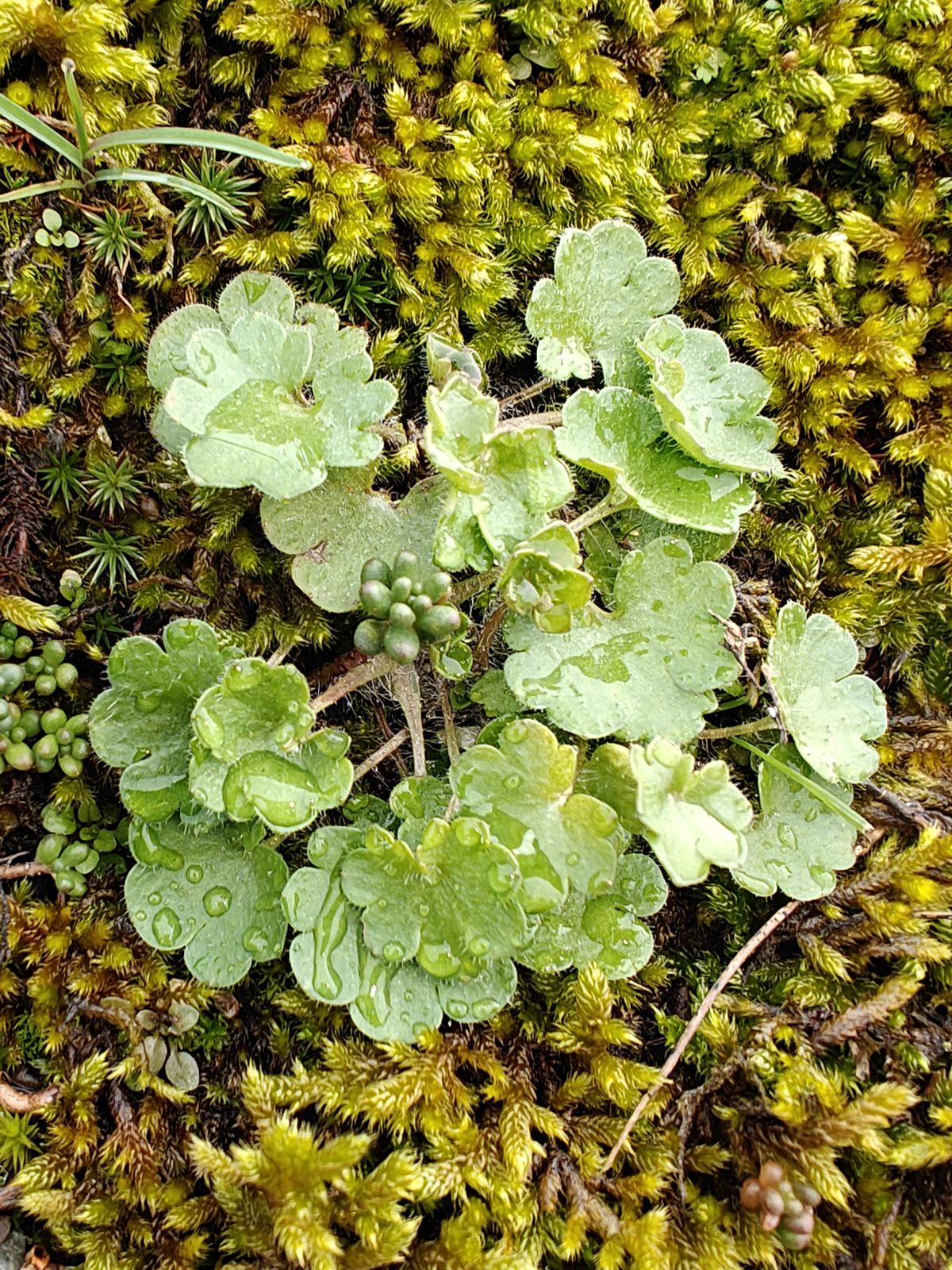 Saxifraga granulata (Meadow Saxifrage) (alternate view 11)
