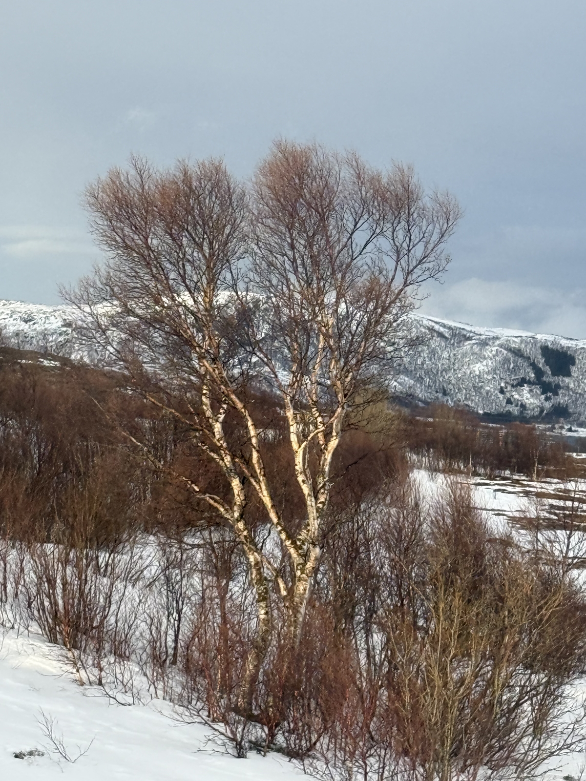 Betula pubescens (Downy Birch) (alternate view 14)