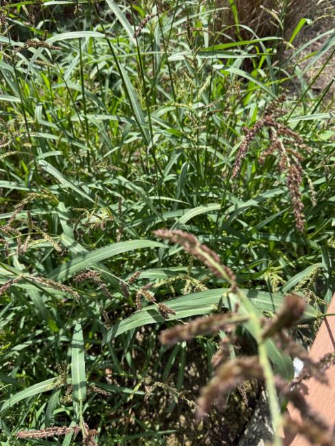 Echinochloa (Barnyard Grasses)