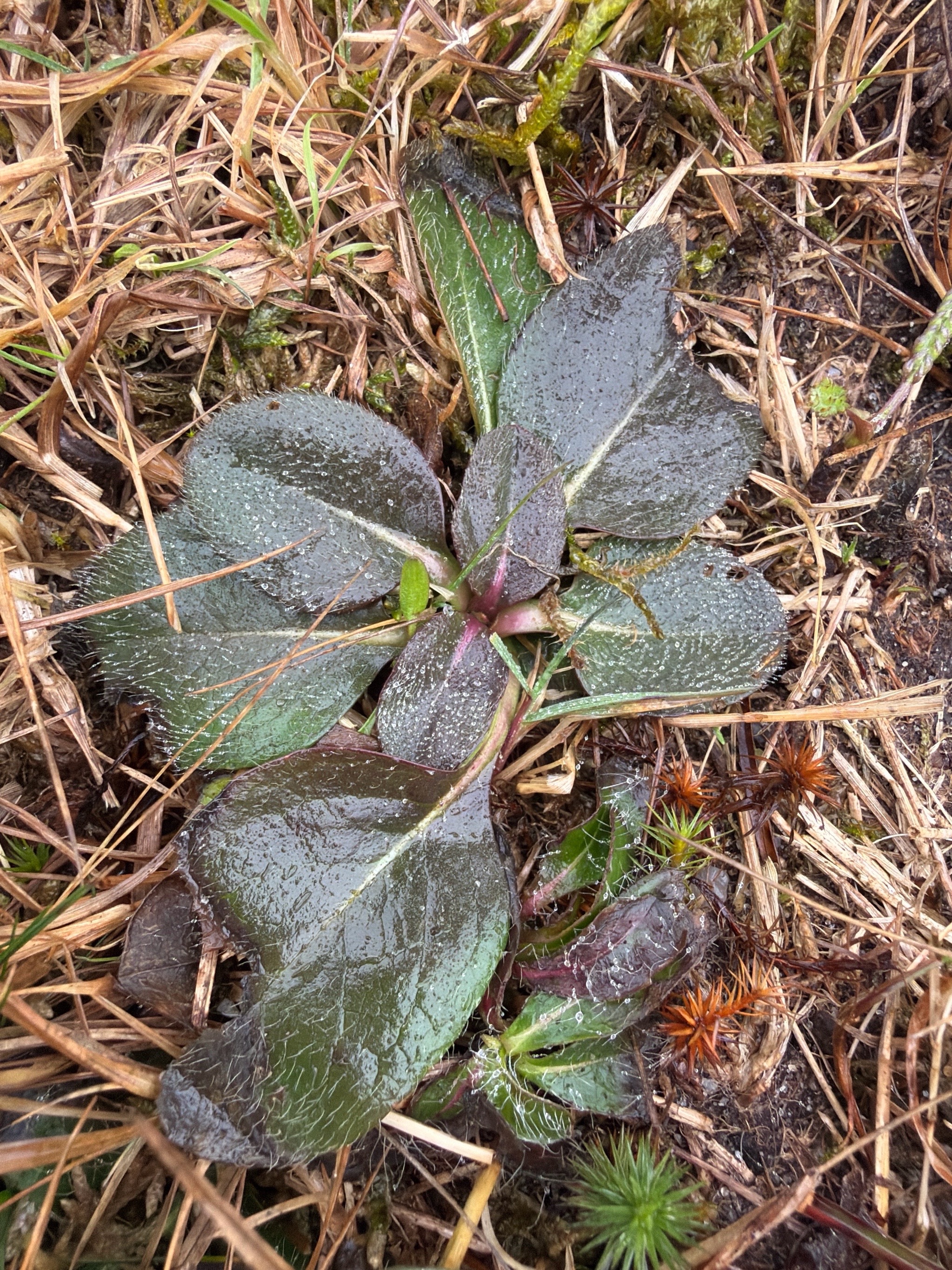 Succisa pratensis (Devil's-bit Scabious) (alternate view 14)
