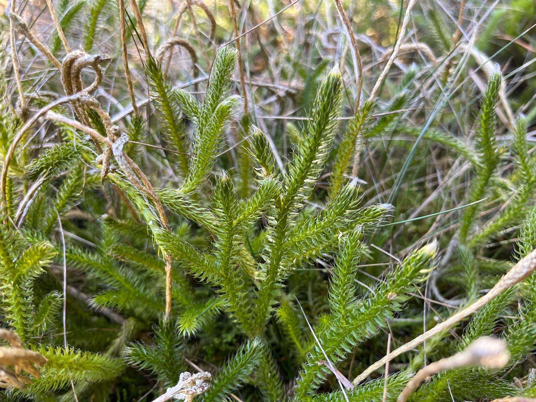 Lycopodium clavatum (stag's-horn clubmoss) (alternate view 12)