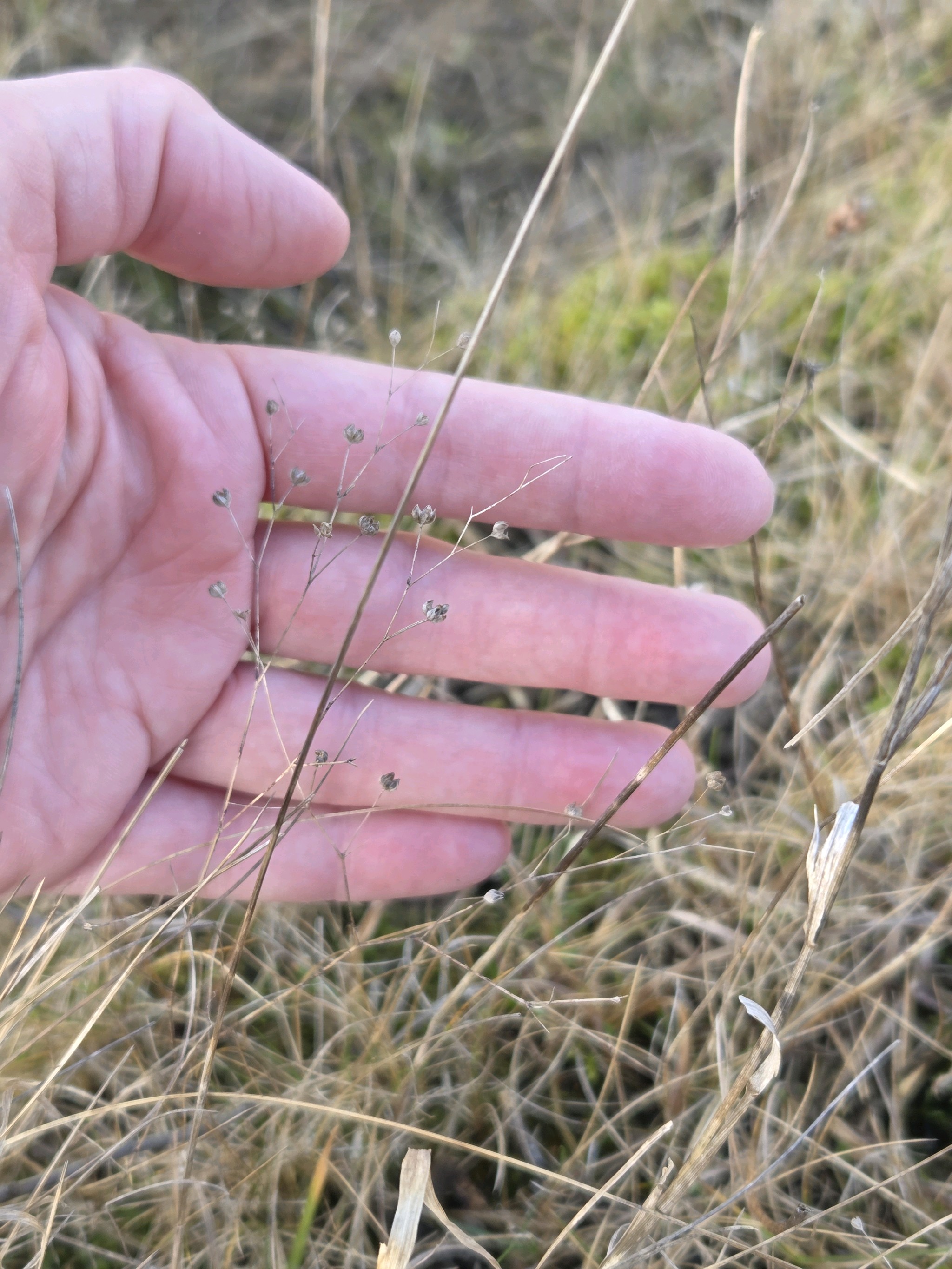 Linum catharticum (Fairy Flax) (alternate view 11)