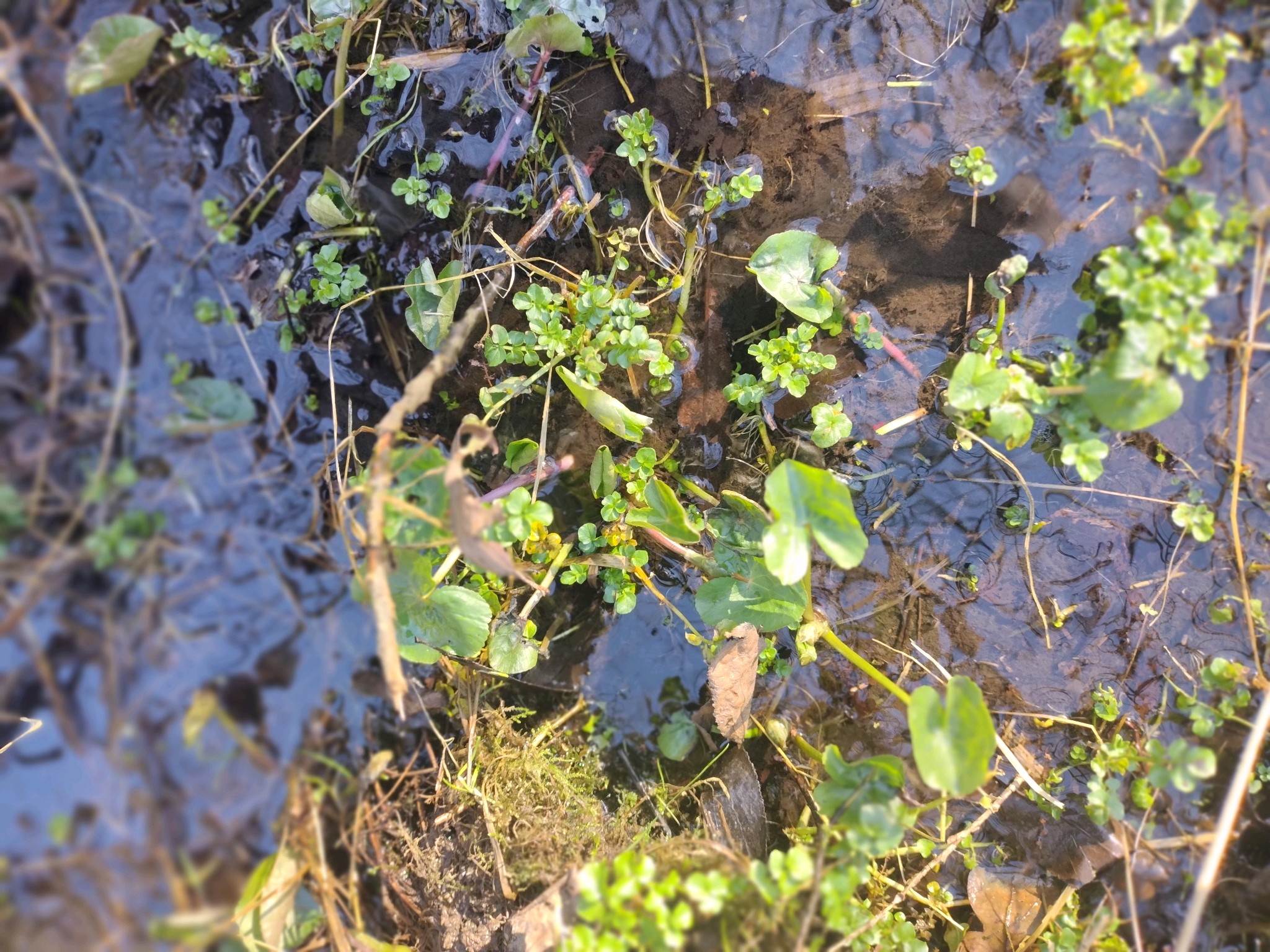 Caltha palustris (marsh marigold) (alternate view 12)