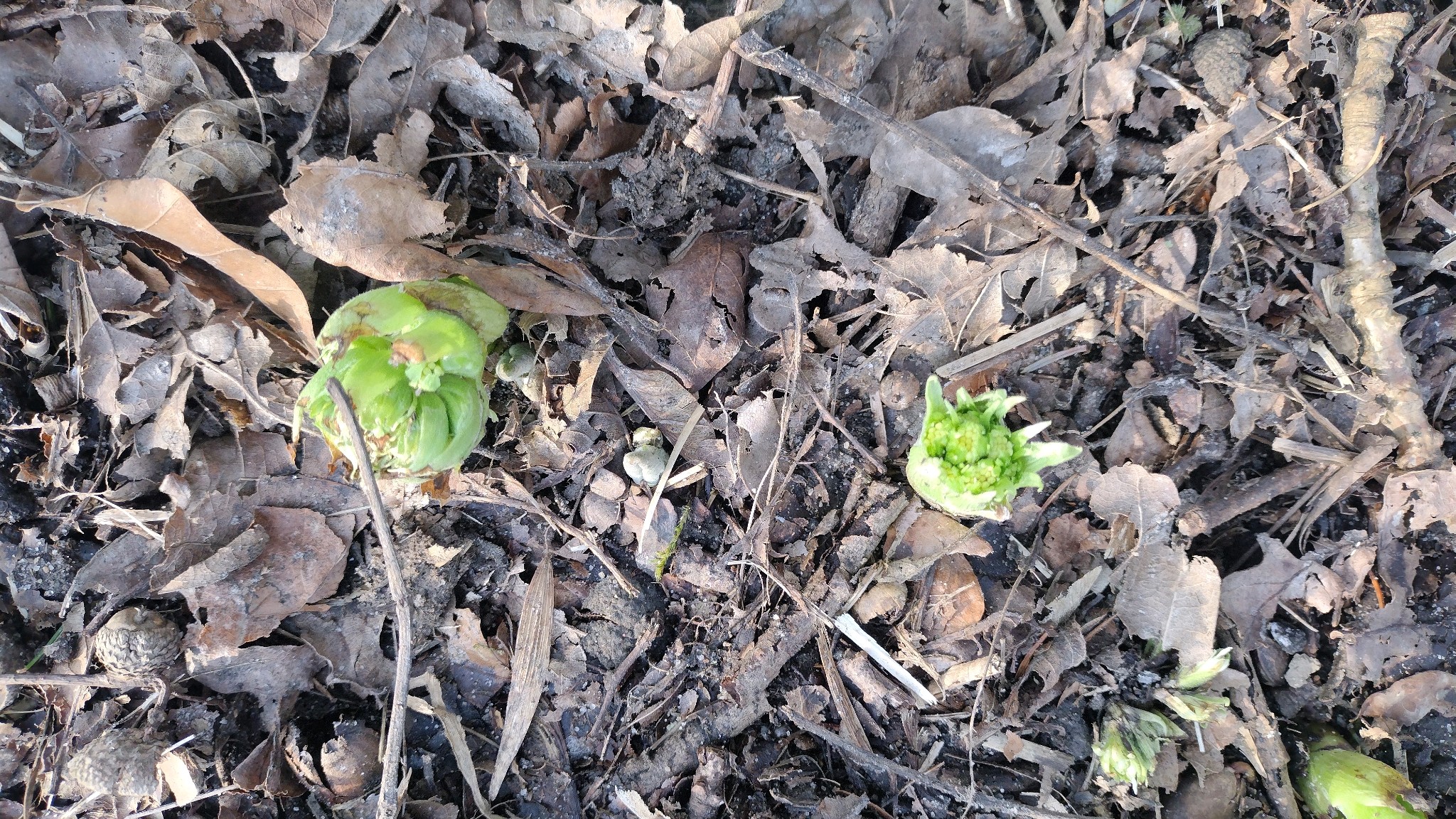 Petasites albus (White Butterbur) (alternate view 12)