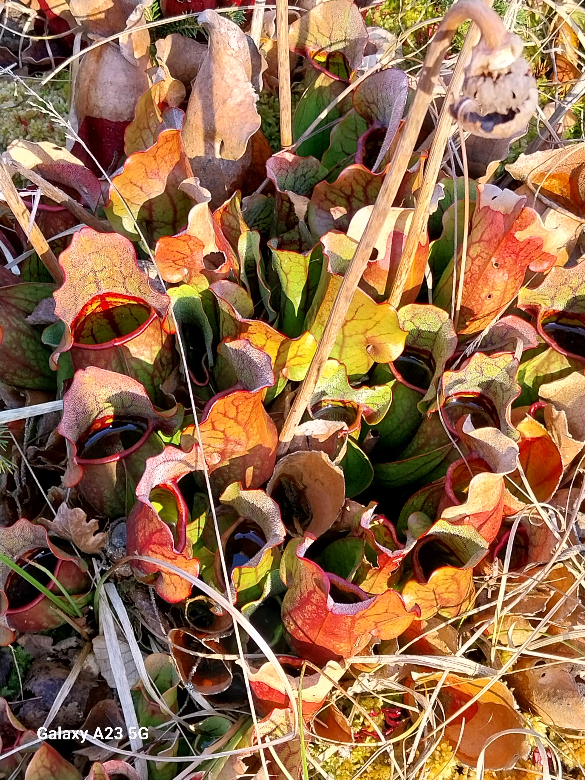 Sarracenia (North American pitcher plants)