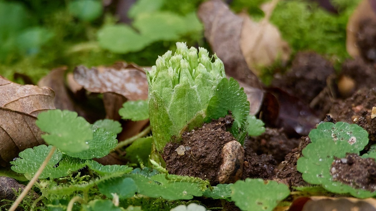Petasites albus (White Butterbur) (alternate view 11)