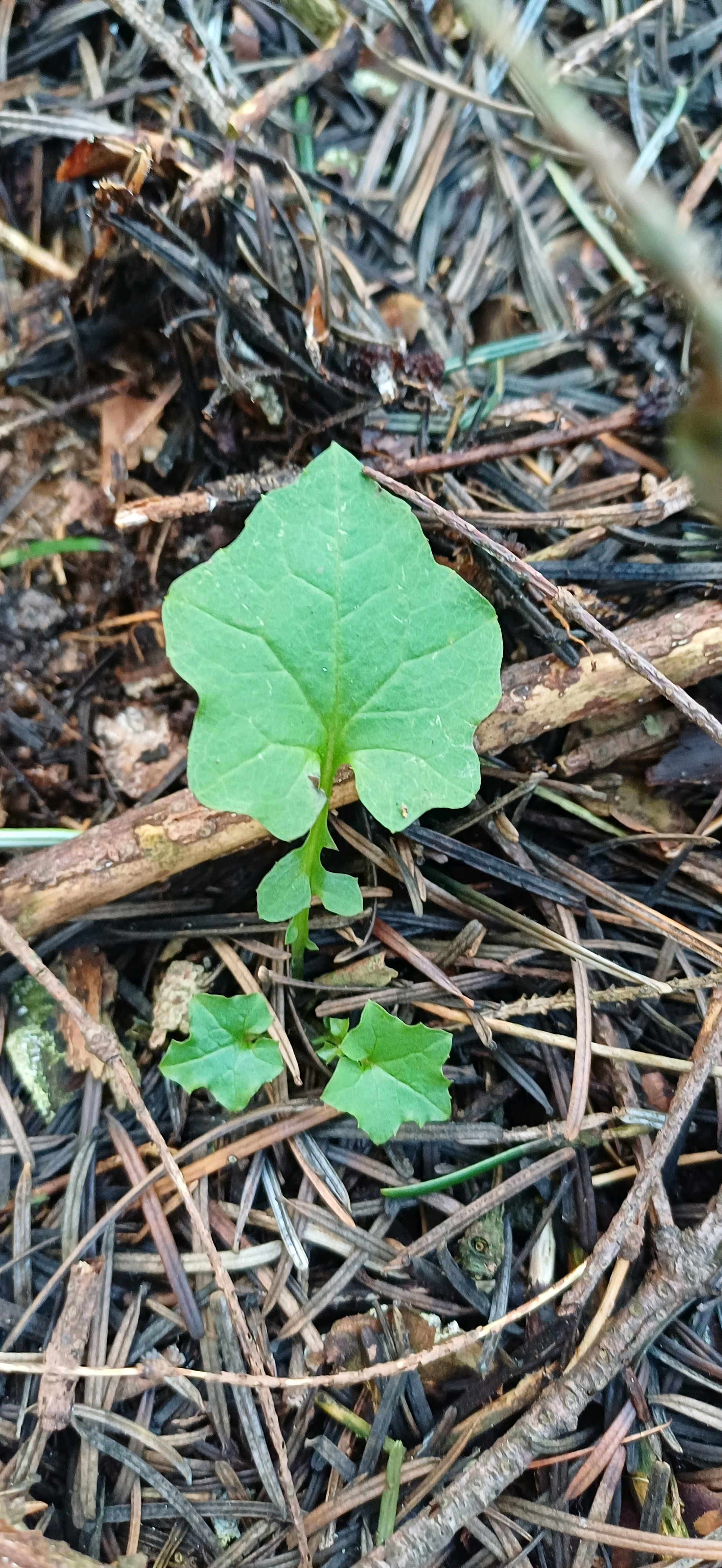 Mycelis muralis (wall lettuce) (alternate view 8)
