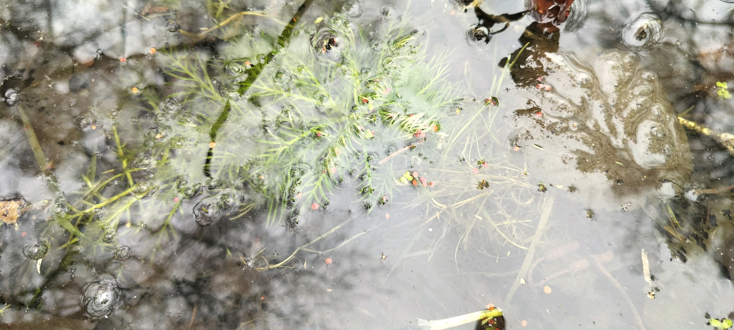 Hottonia palustris (Water Violet) (alternate view 14)
