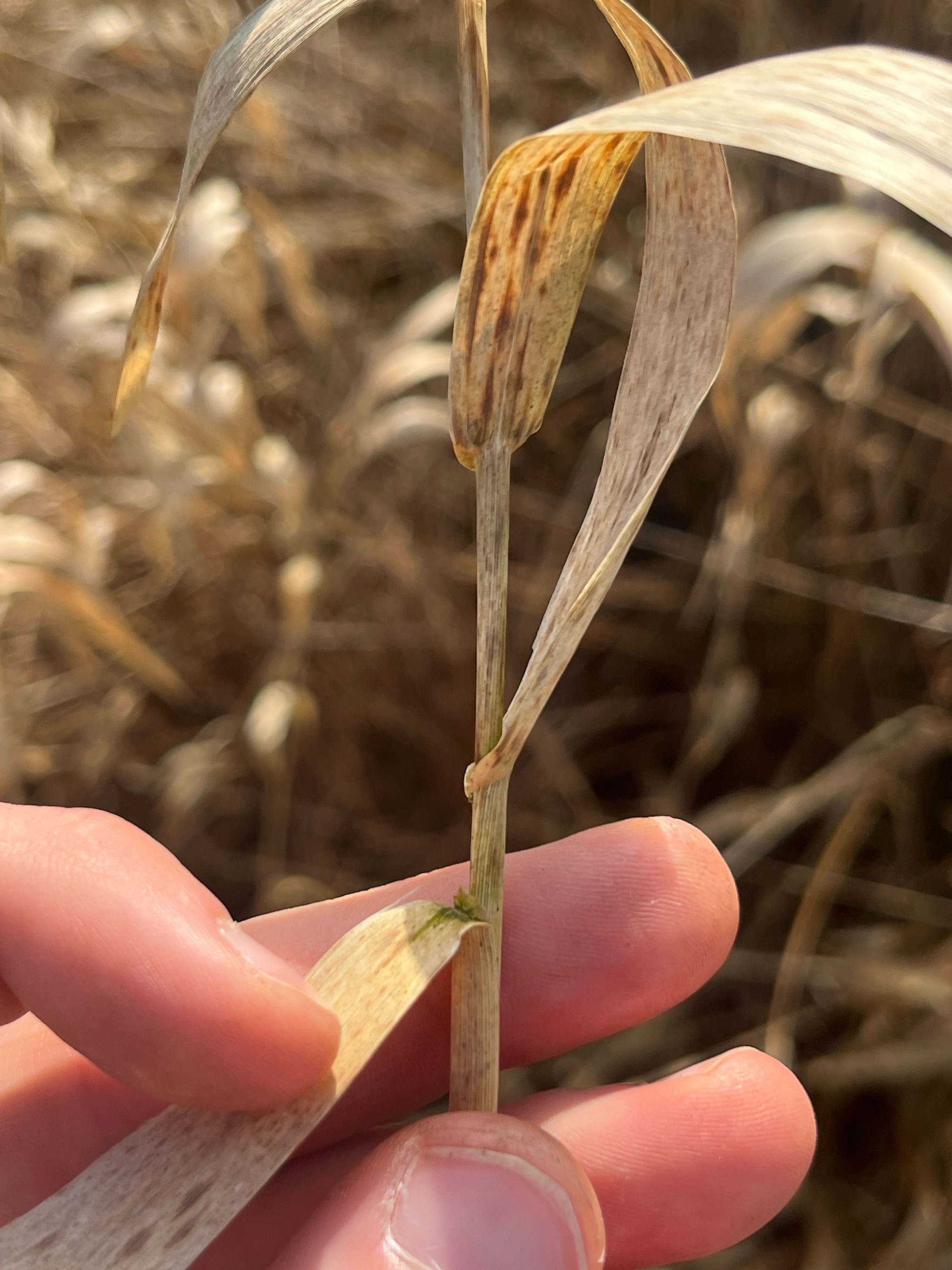 Phalaris (Canarygrasses) (alternate view 2)