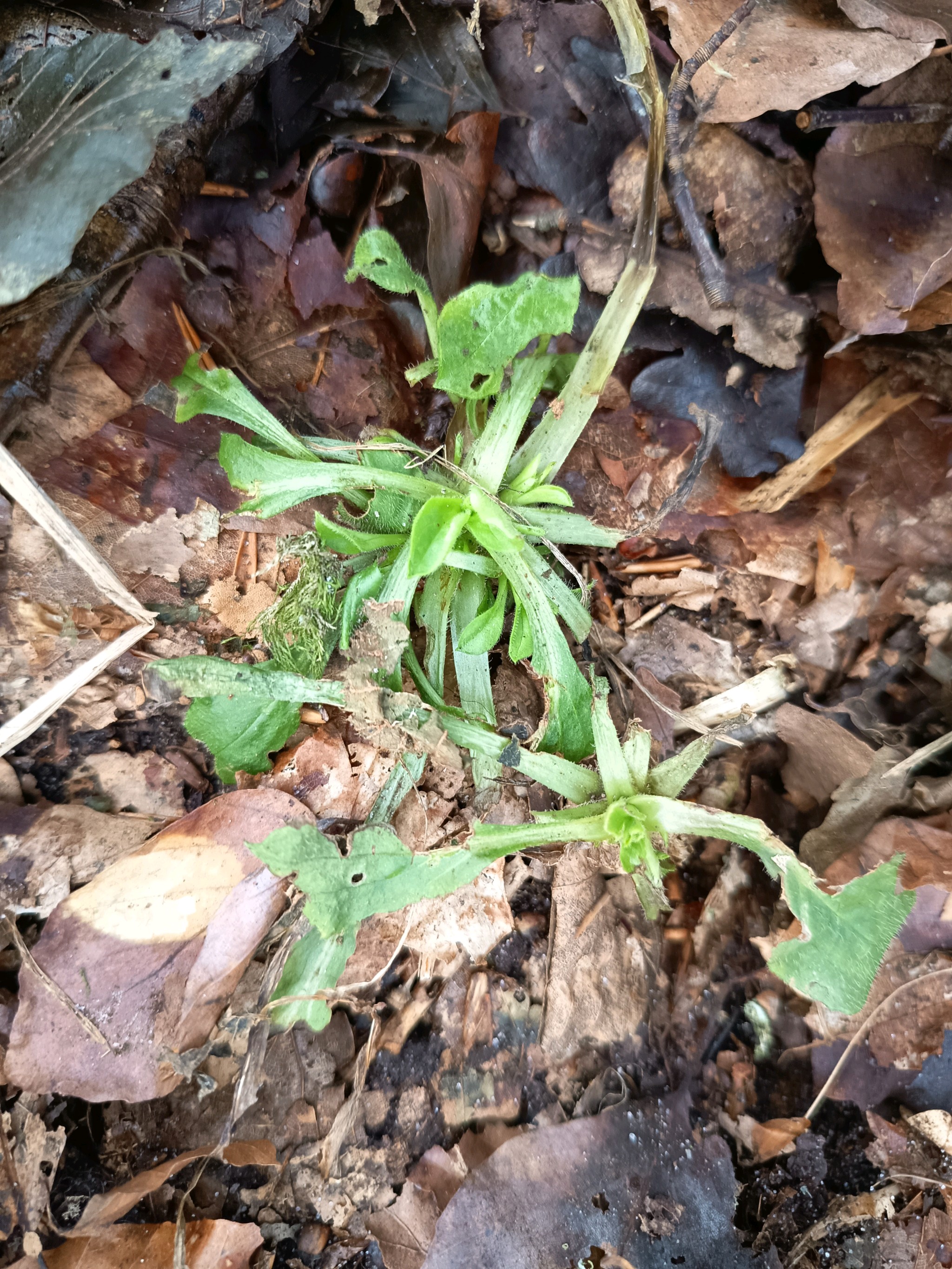 Silene dioica (red campion) (alternate view 15)