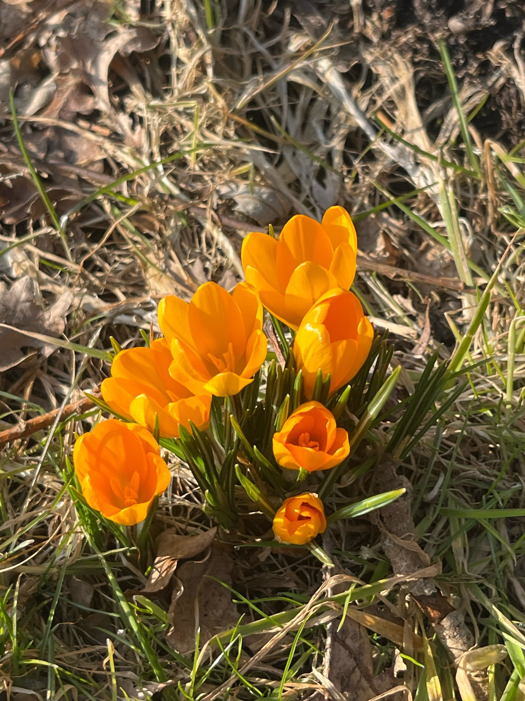 Crocus × stellaris (Dutch Yellow Crocus) (alternate view 4)