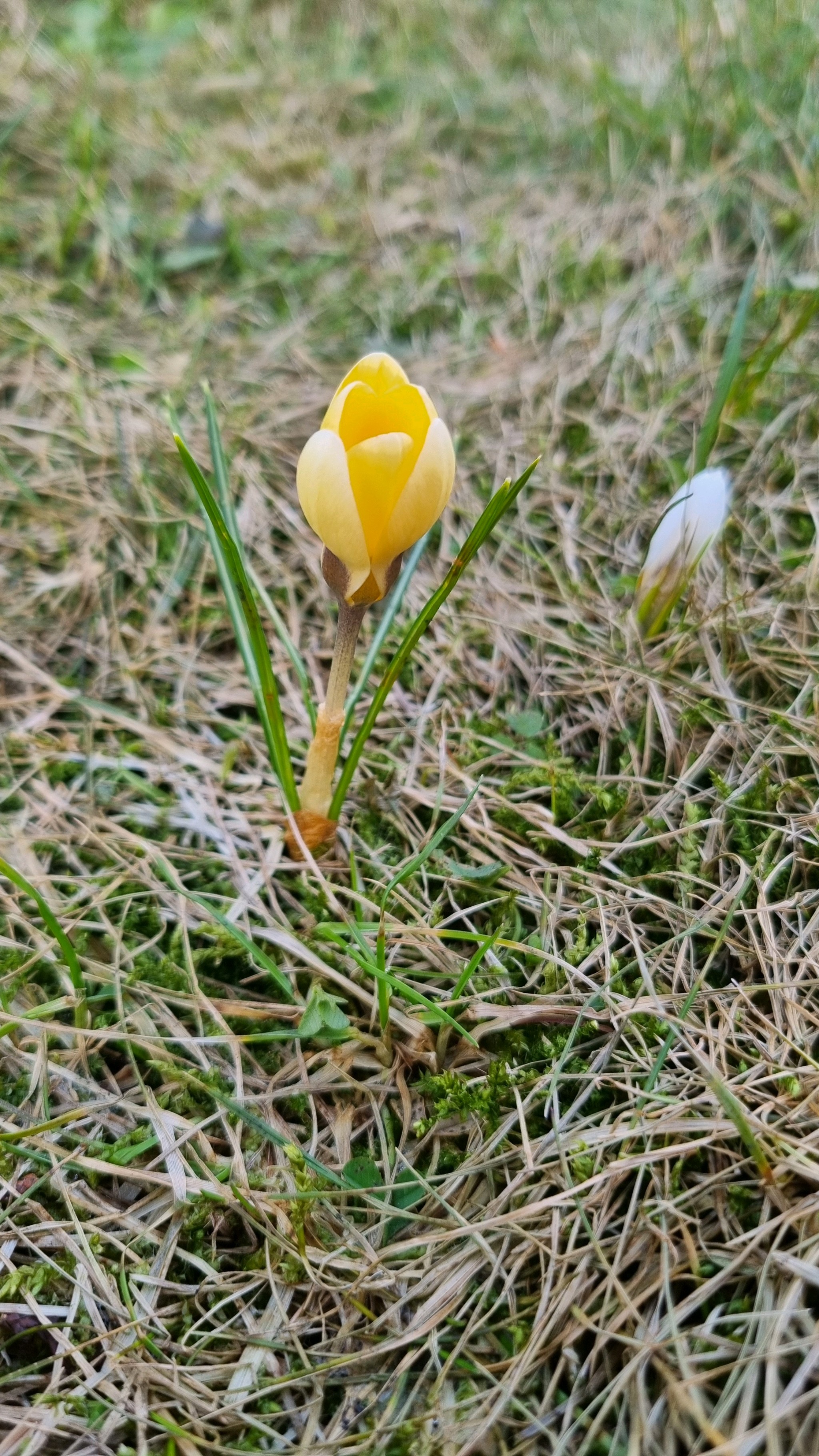 Crocus × stellaris (Dutch Yellow Crocus)