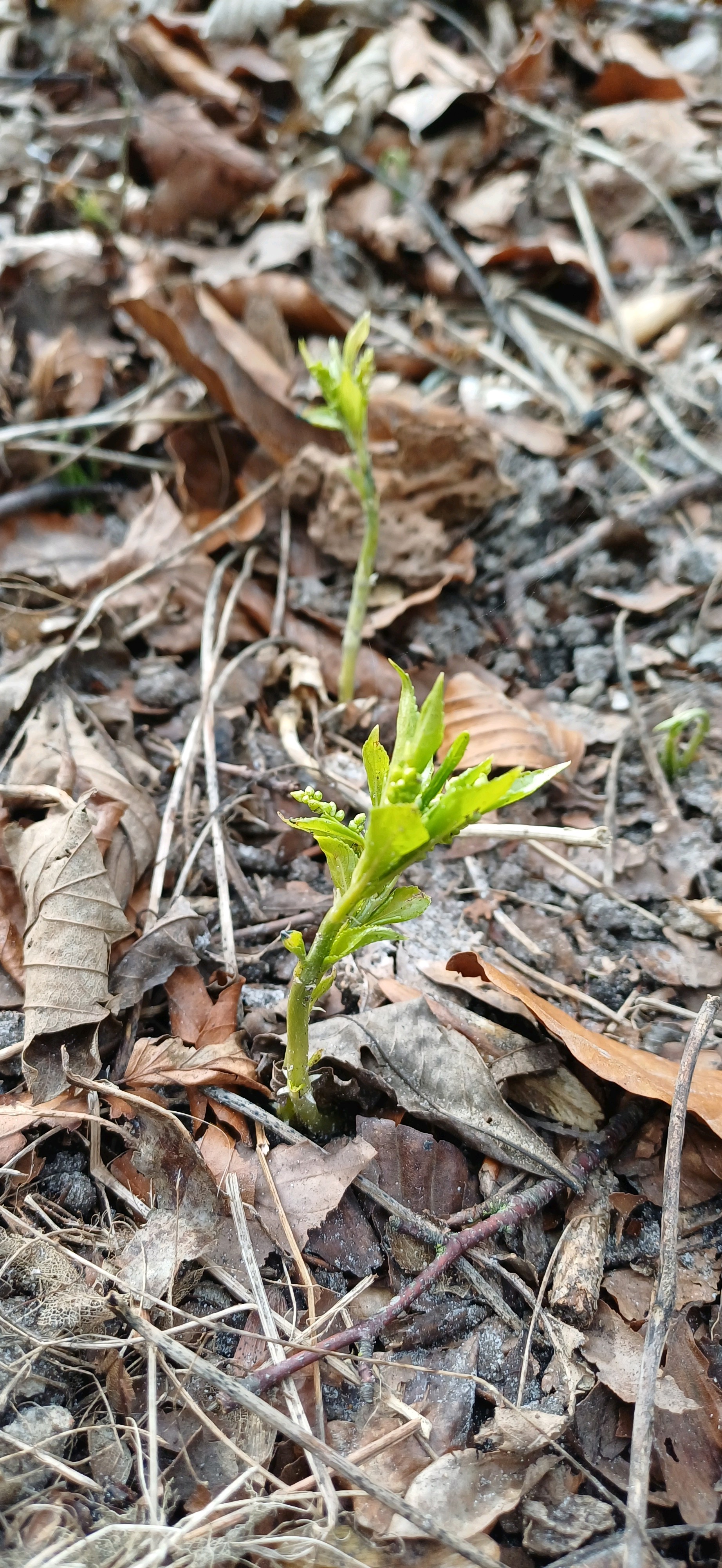 Mercurialis perennis (Dog's Mercury) (alternate view 11)
