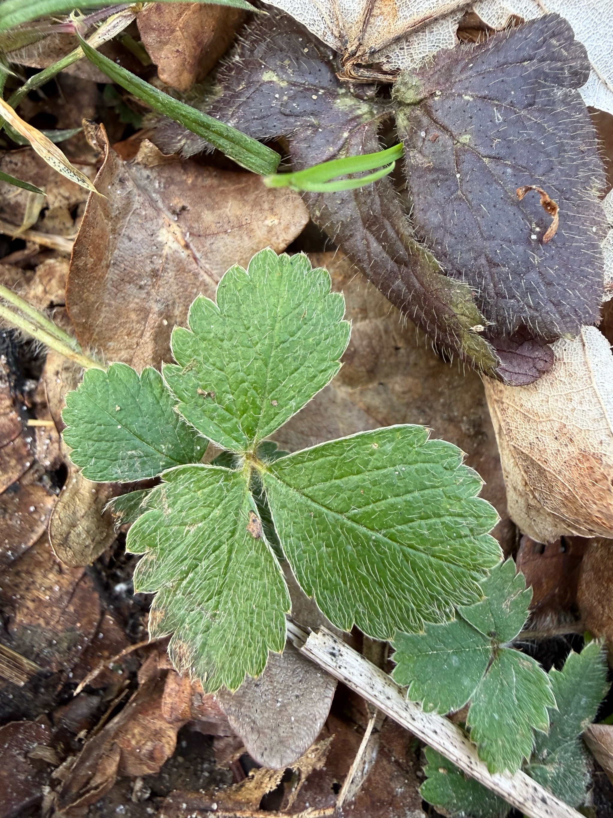 Potentilla sterilis (Barren Strawberry) (alternate view 11)