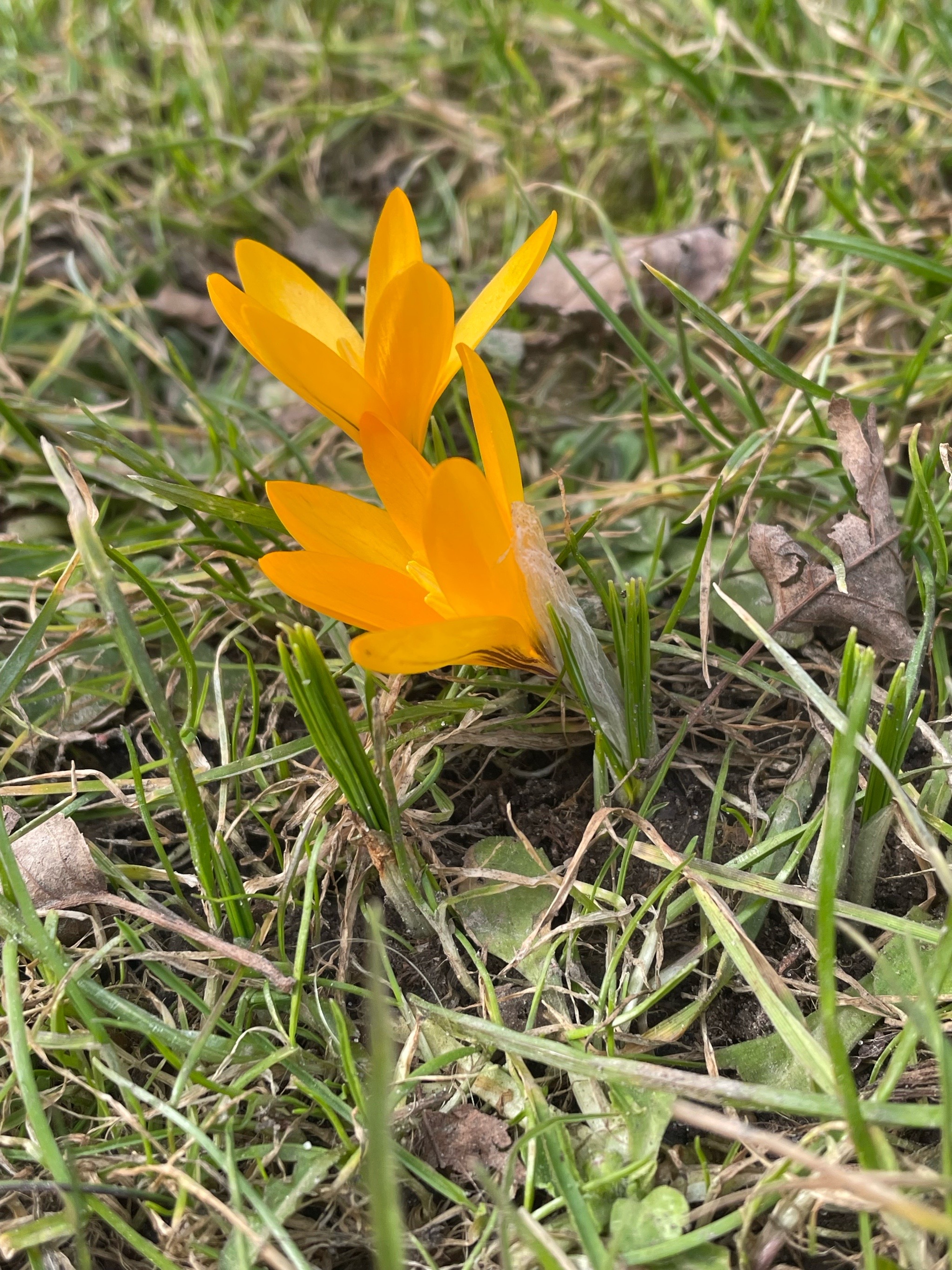 Crocus × stellaris (Dutch Yellow Crocus) (alternate view 2)