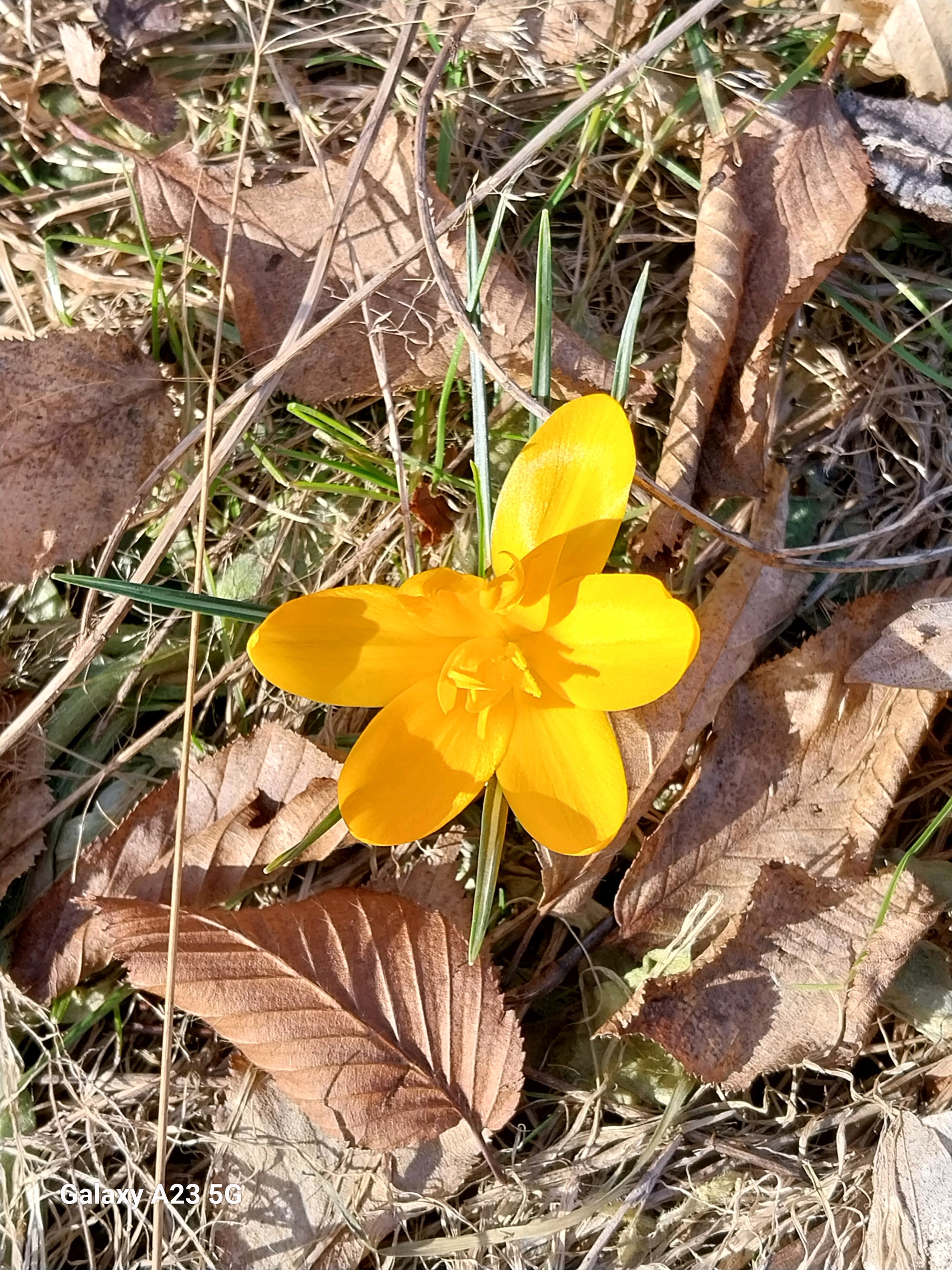 Crocus × stellaris (Dutch Yellow Crocus) (alternate view 3)