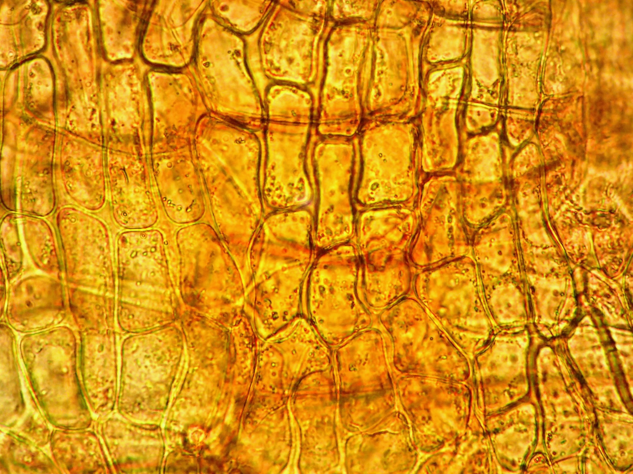 Schistidium crassipilum (Thickpoint Bloom Moss) (alternate view 12)