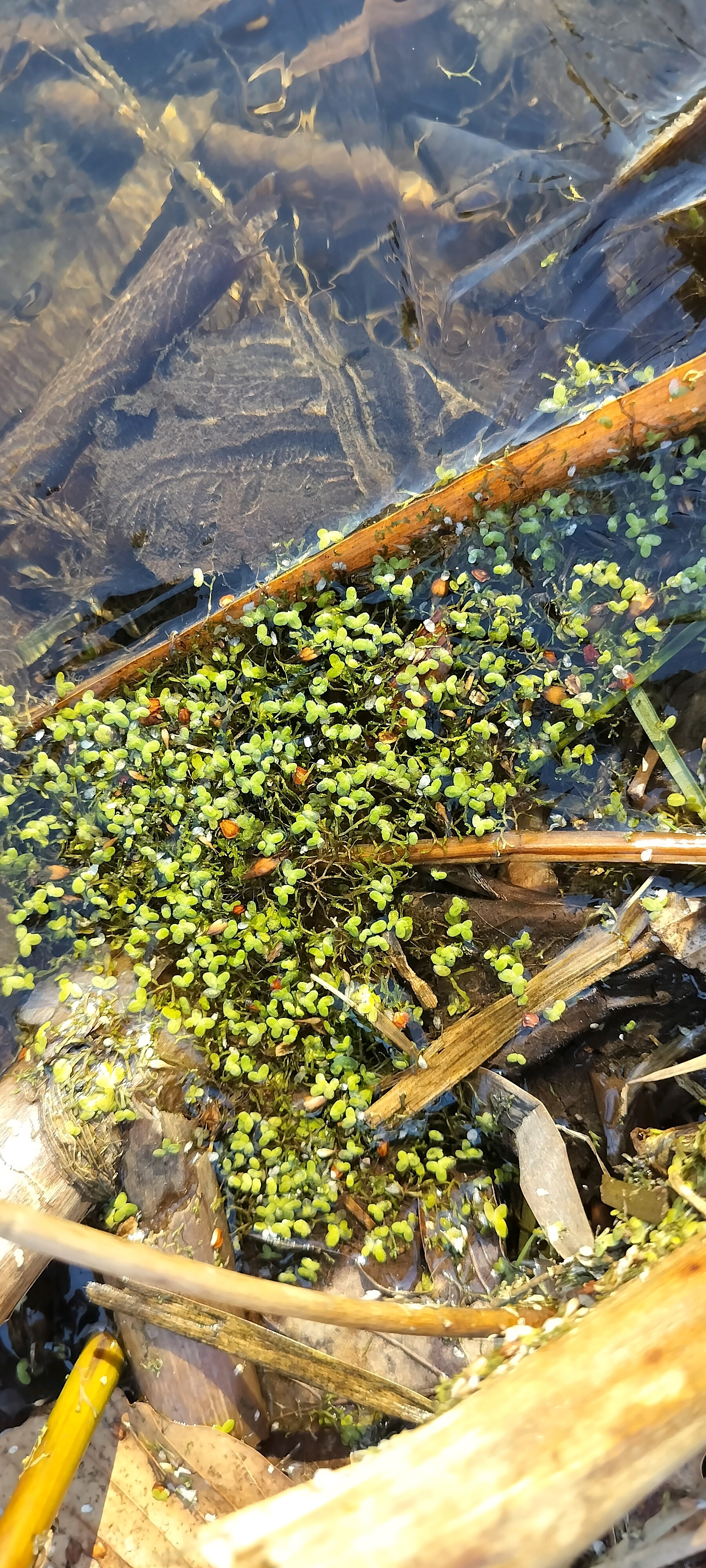 Lemna minor (Common Duckweed) (alternate view 15)