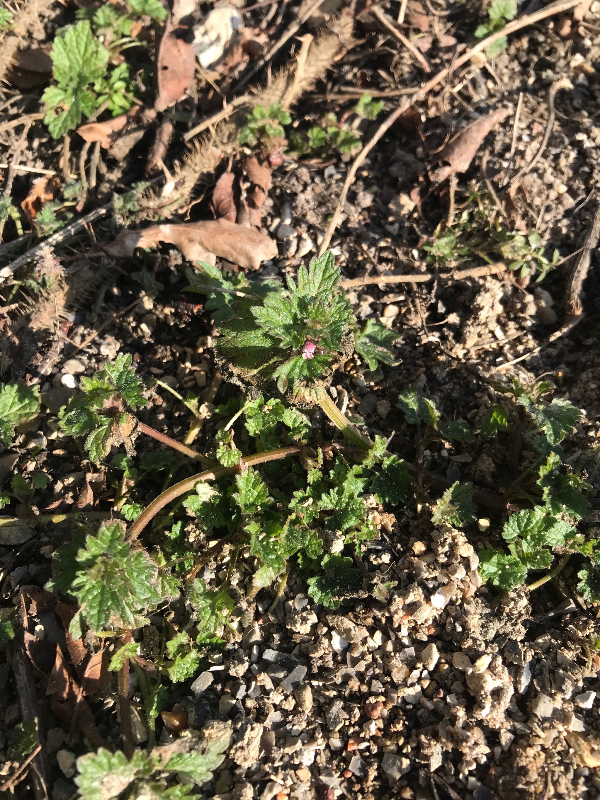Lamium hybridum (cutleaf deadnettle) (alternate view 15)