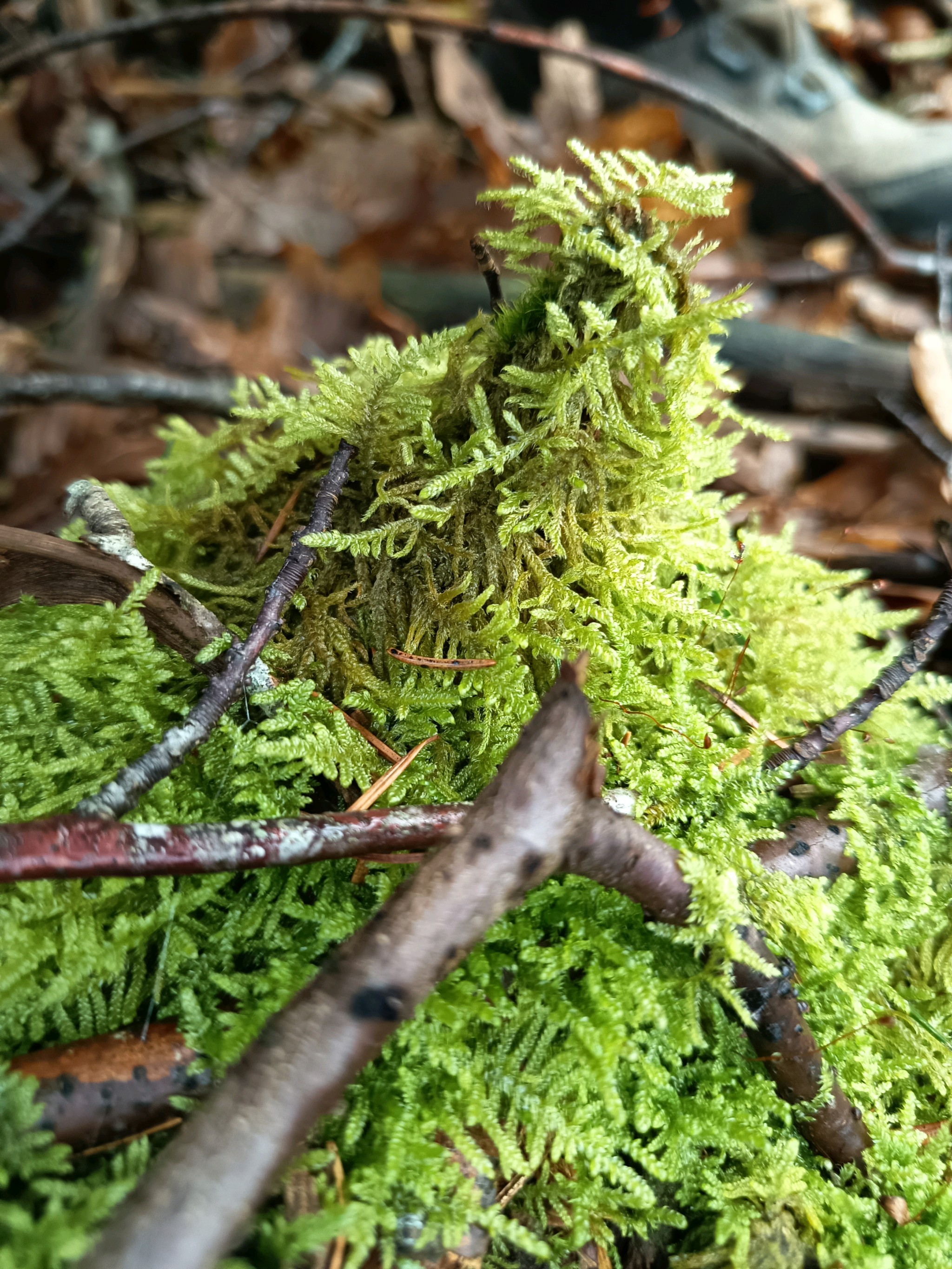 Hypnum jutlandicum (Heath Plait-moss) (alternate view 12)